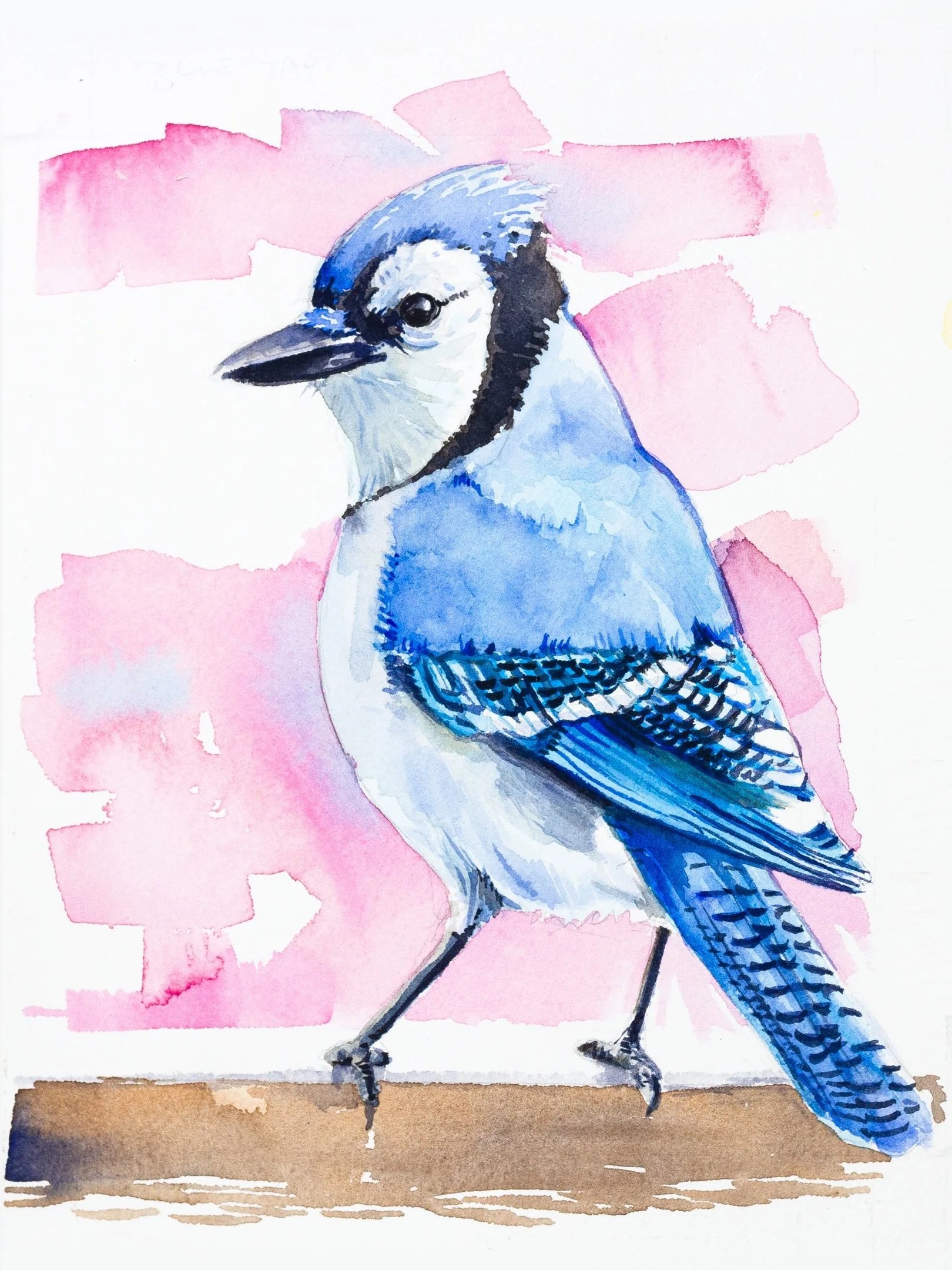 bluejay-9x16.jpg