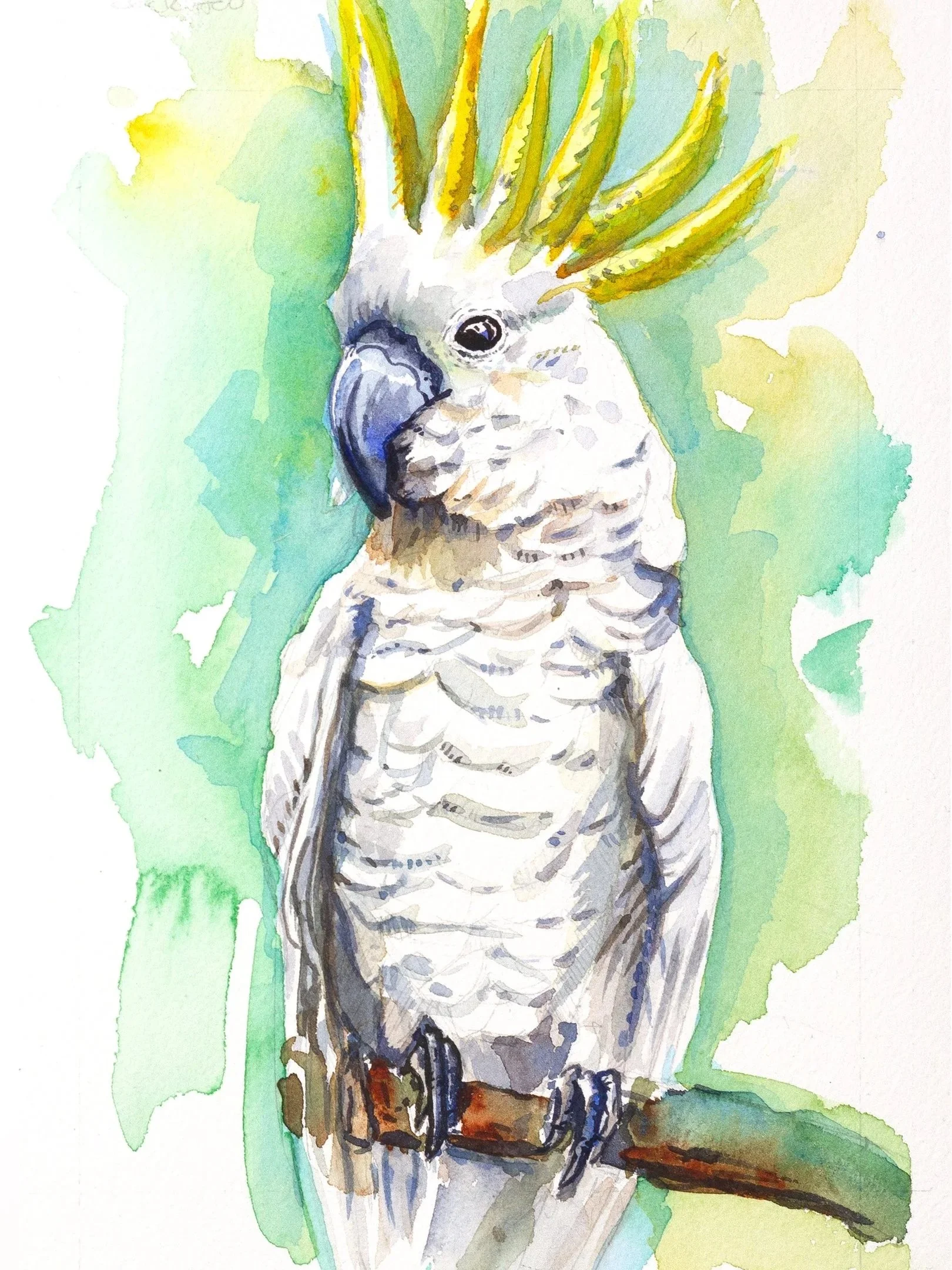 cockatoo-9x16.jpg