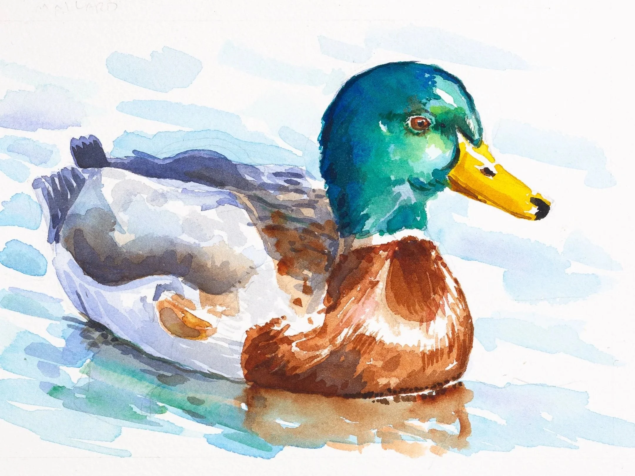 mallard-9x16.jpg