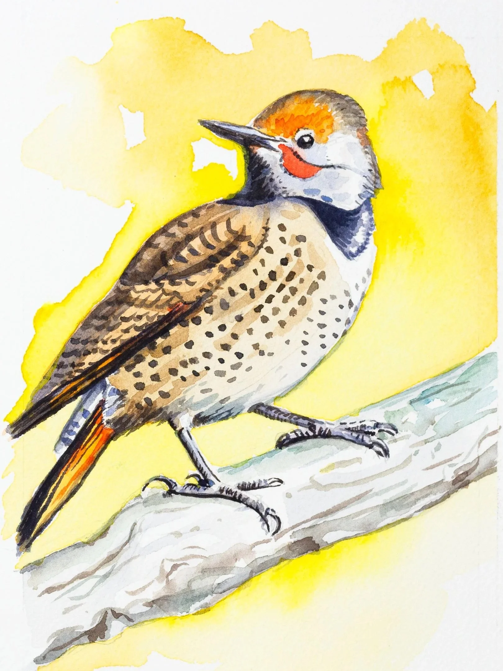 northernFlicker-9x16.jpg