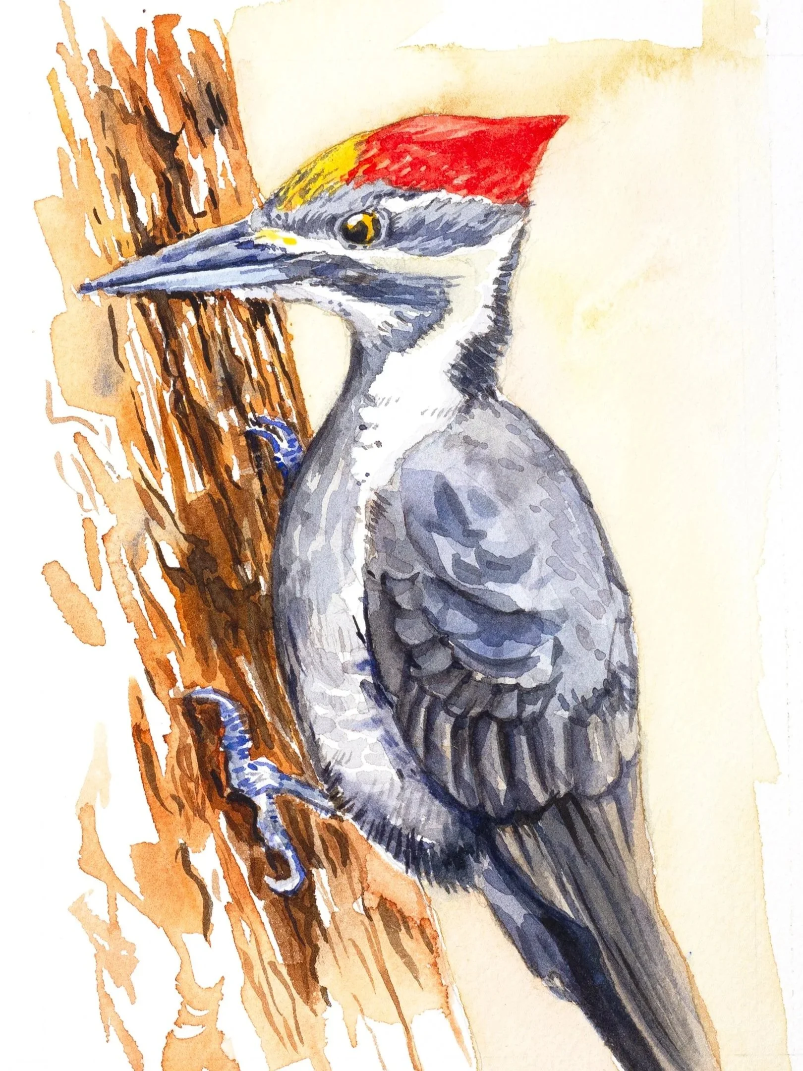 pileated-9x12.jpg