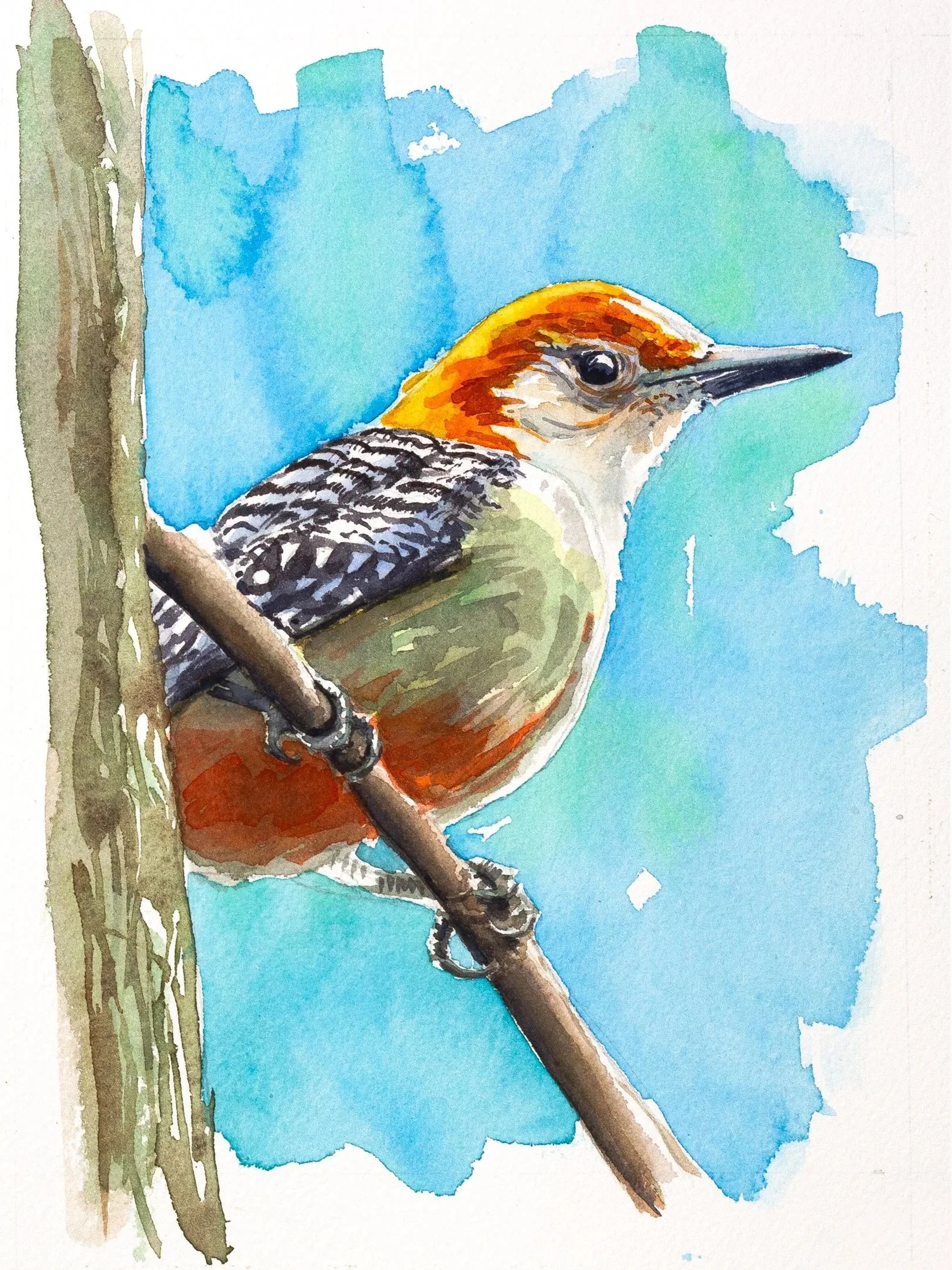 redbelliedwoodpecker-9x16.jpg
