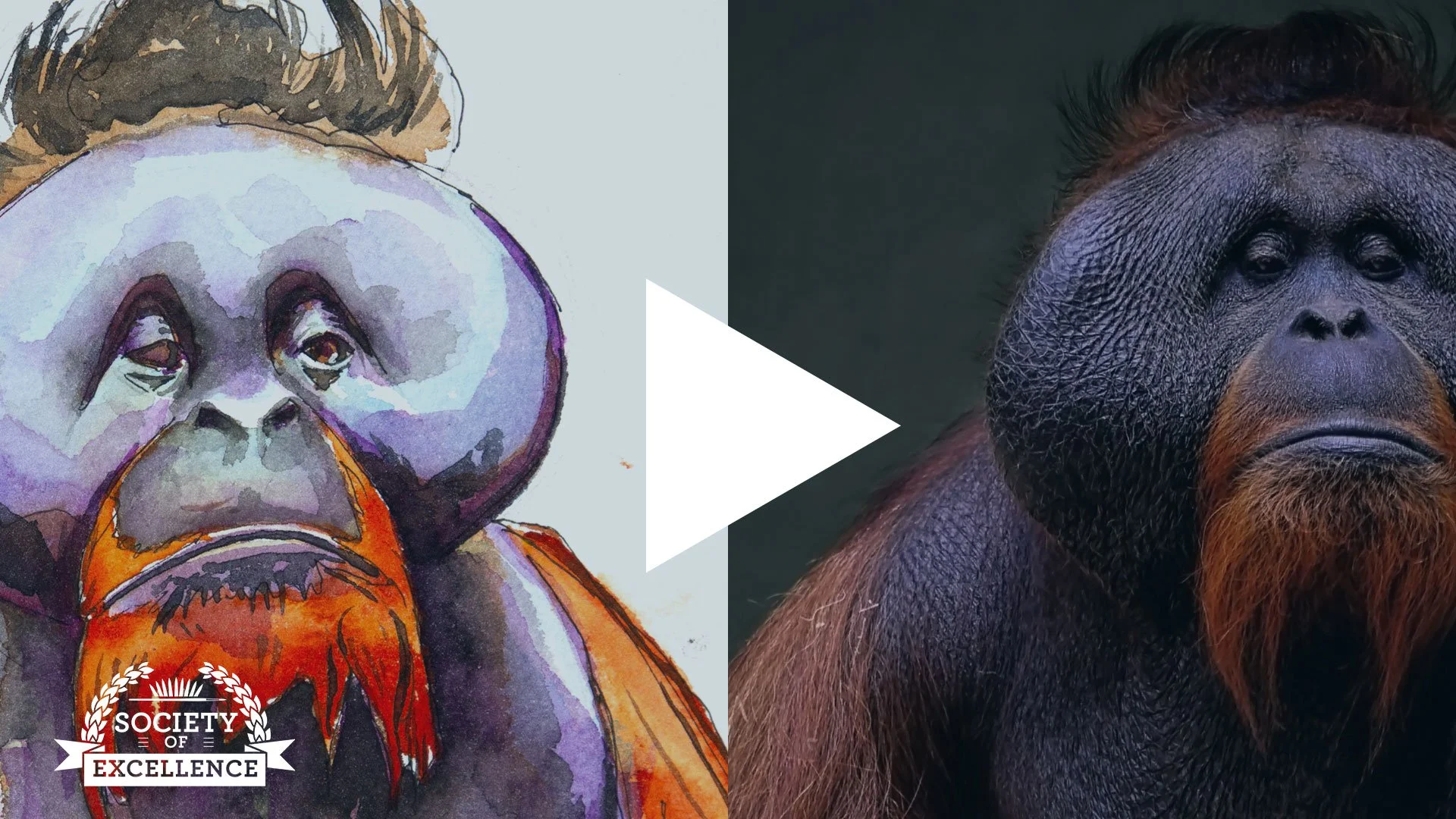 Orangutan - full length watercolor tutorial