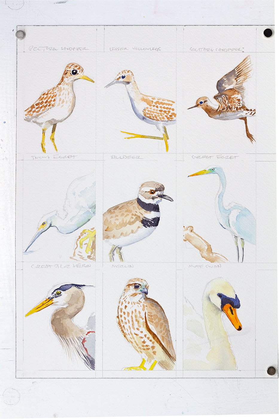 smbirds_0001_Layer 4.jpg