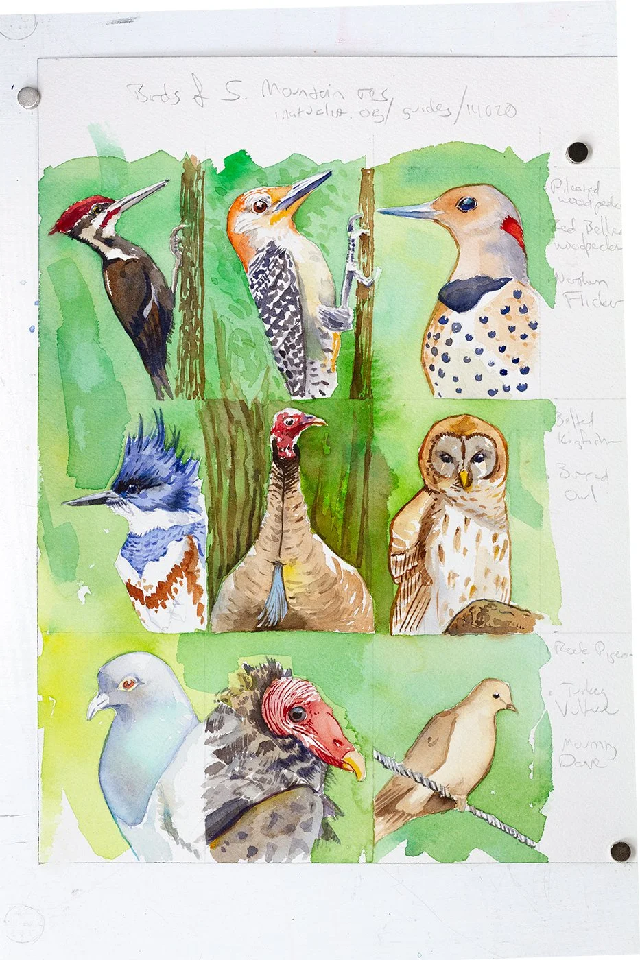 smbirds_0004_Layer 1.jpg