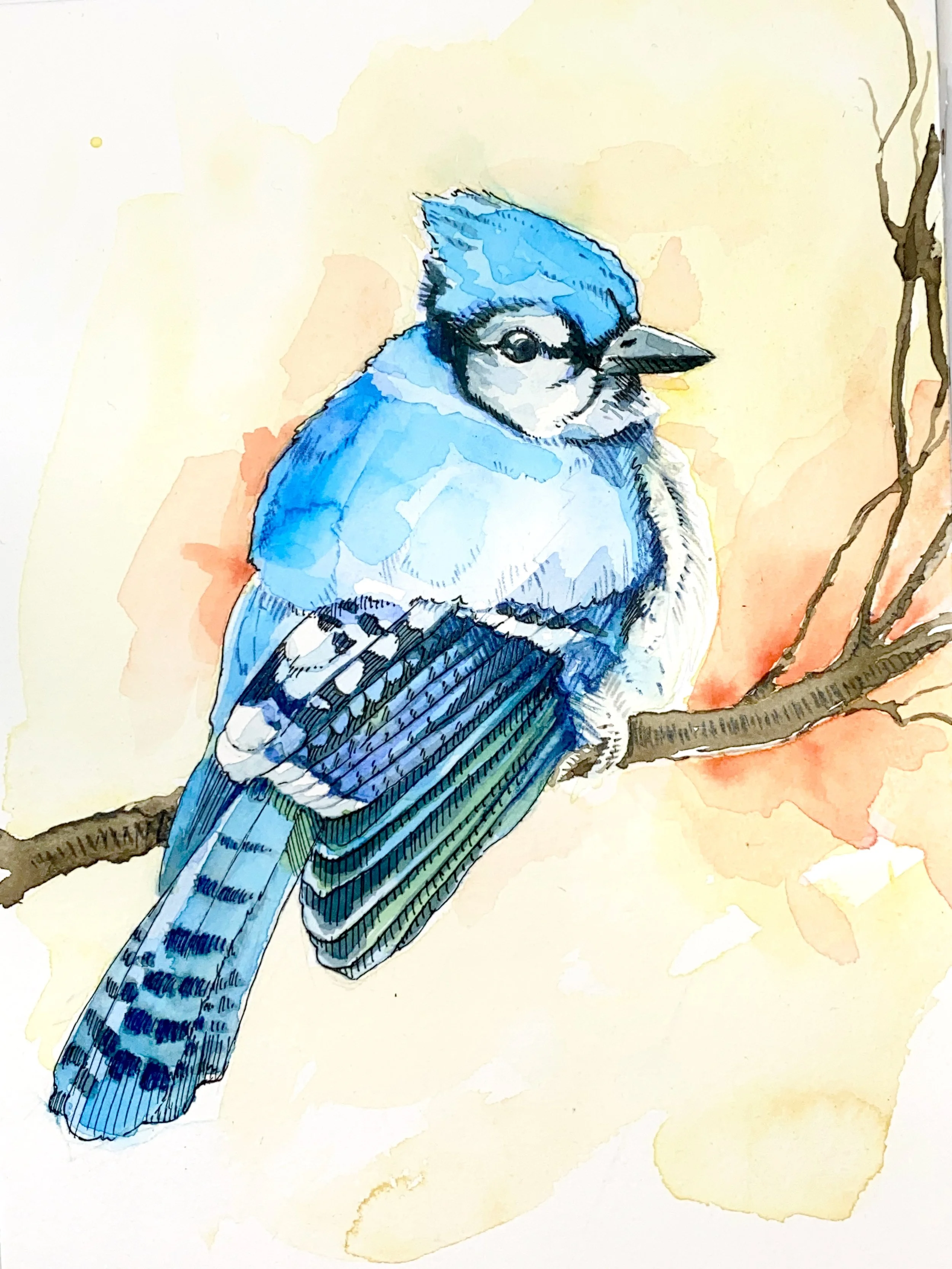 bluejay.jpg
