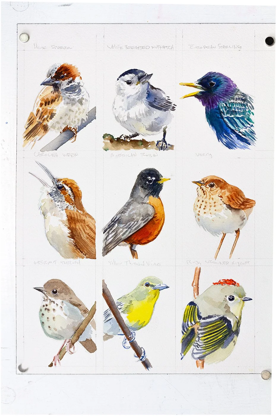 smbirds_0002_Layer 3.jpg