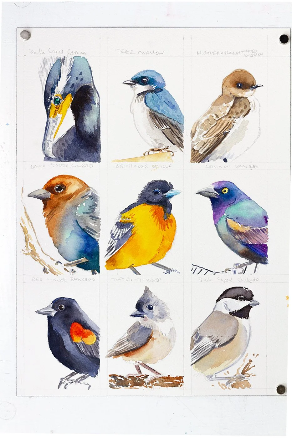 smbirds_0000_Layer 5.jpg