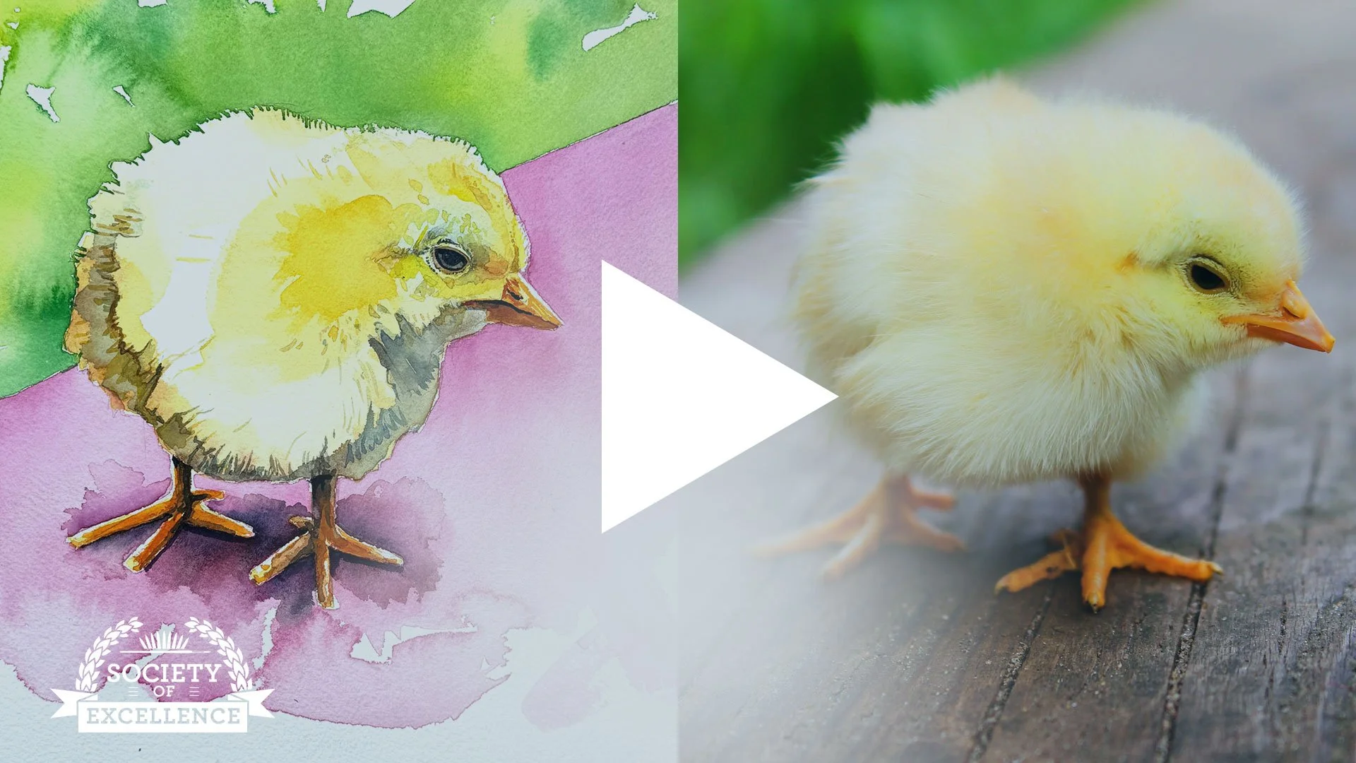 Baby Chick - full length watercolor tutorial