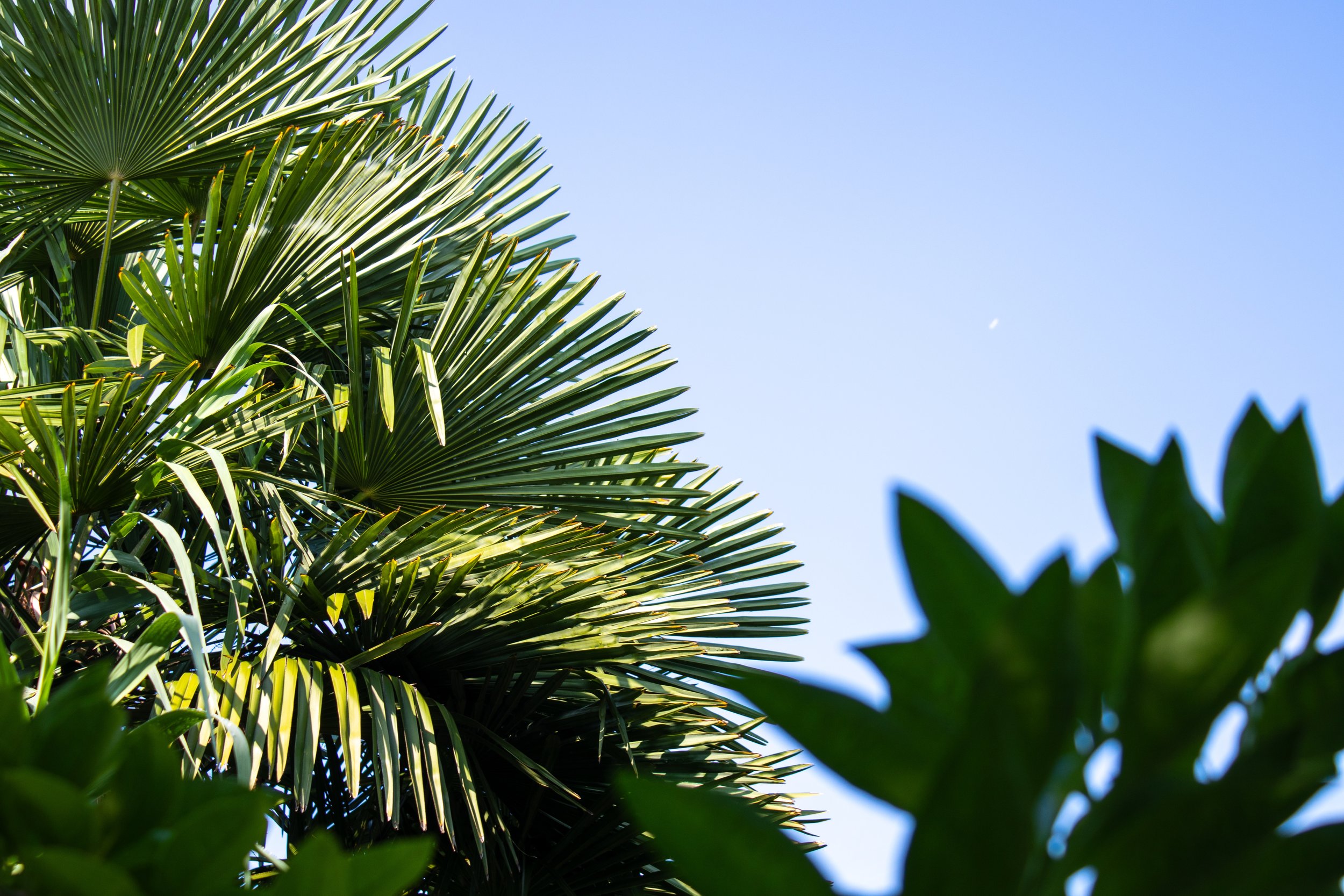 L'OISEAU QUASIMENT GONG - INSTALLATION SONORE