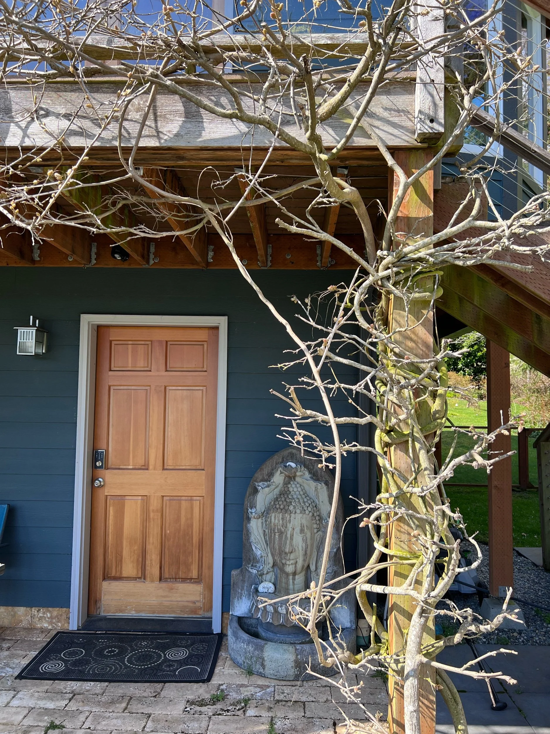 Wisteria’s Arrival