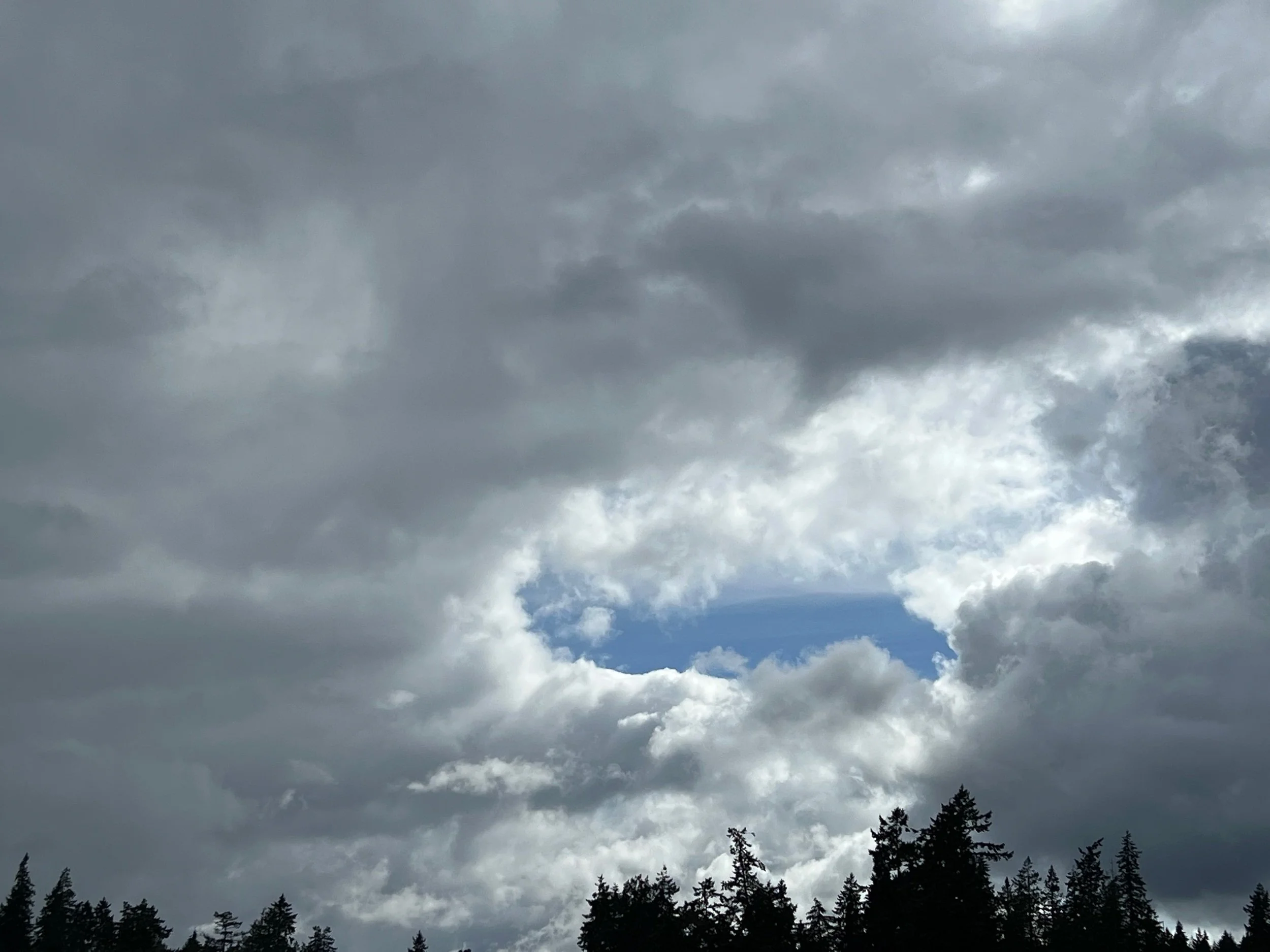 The Last Rabbit Chase