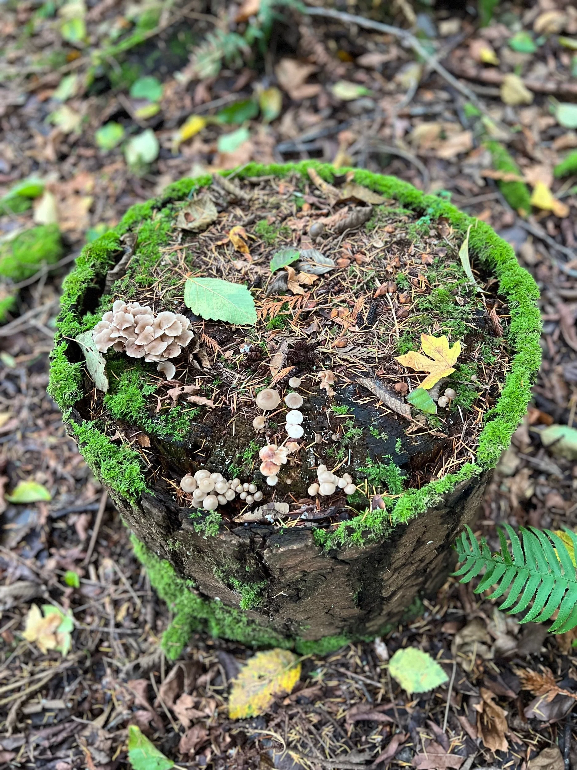Ring of Moss