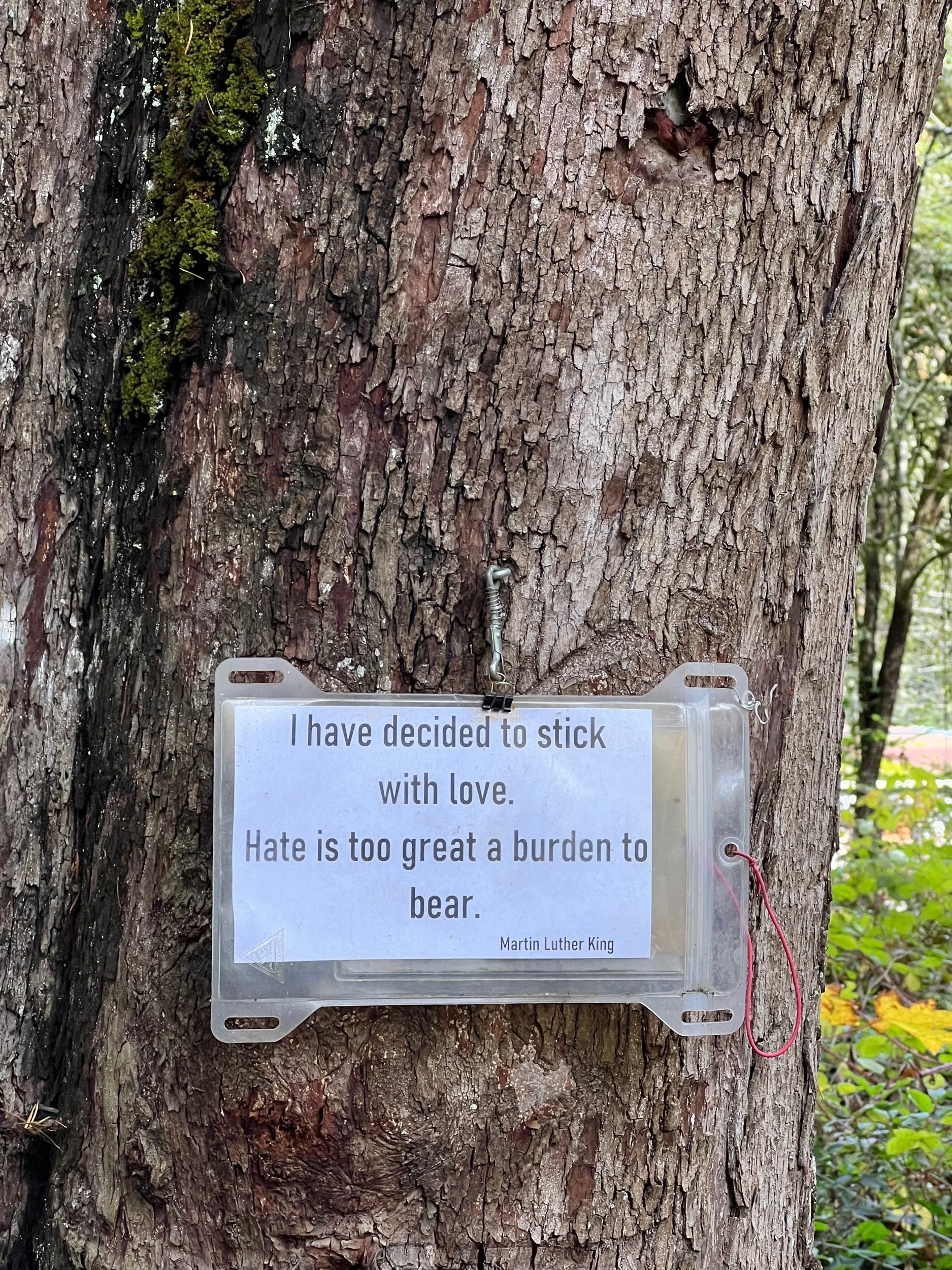 Forest Haiku