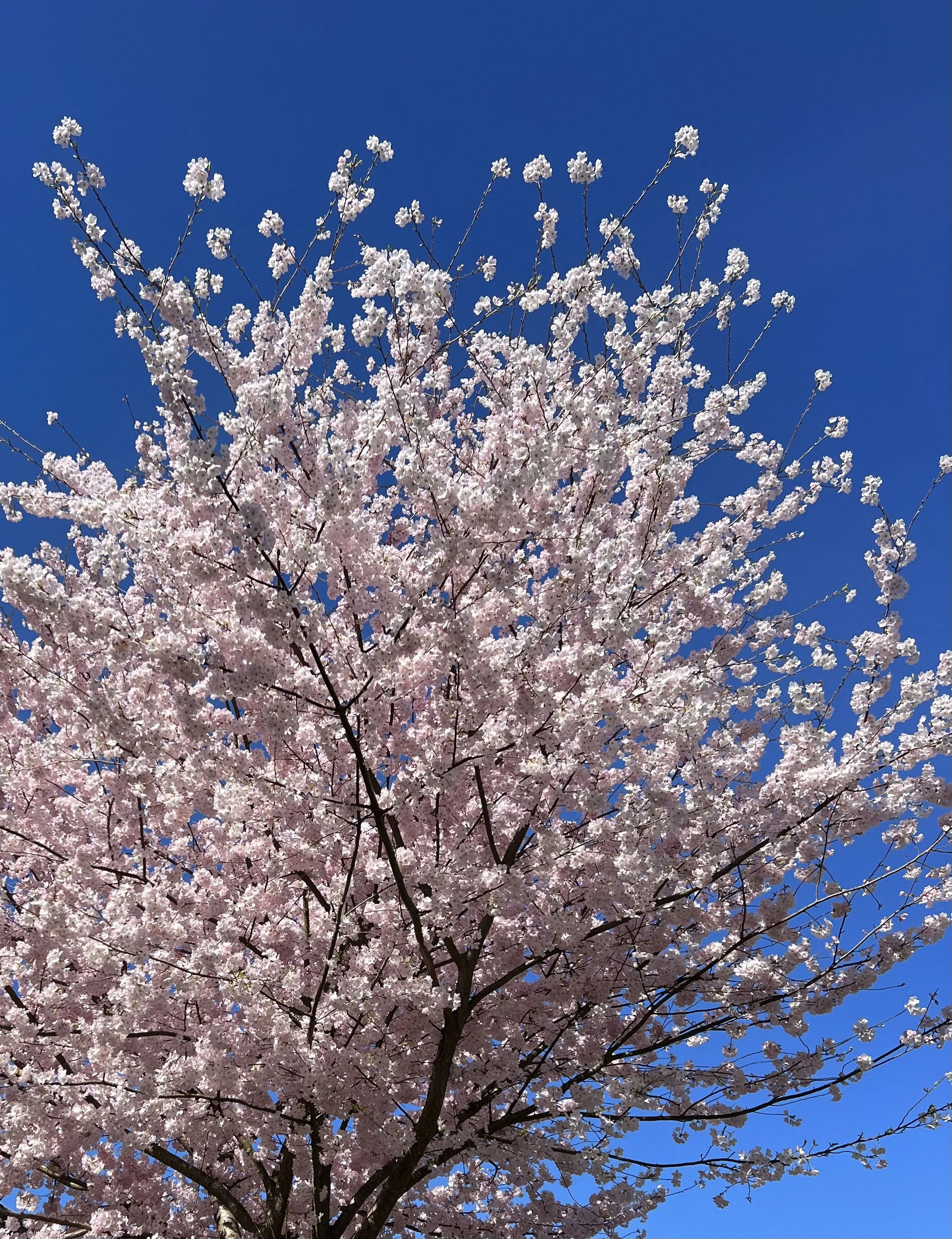 Happy Spring Equinox