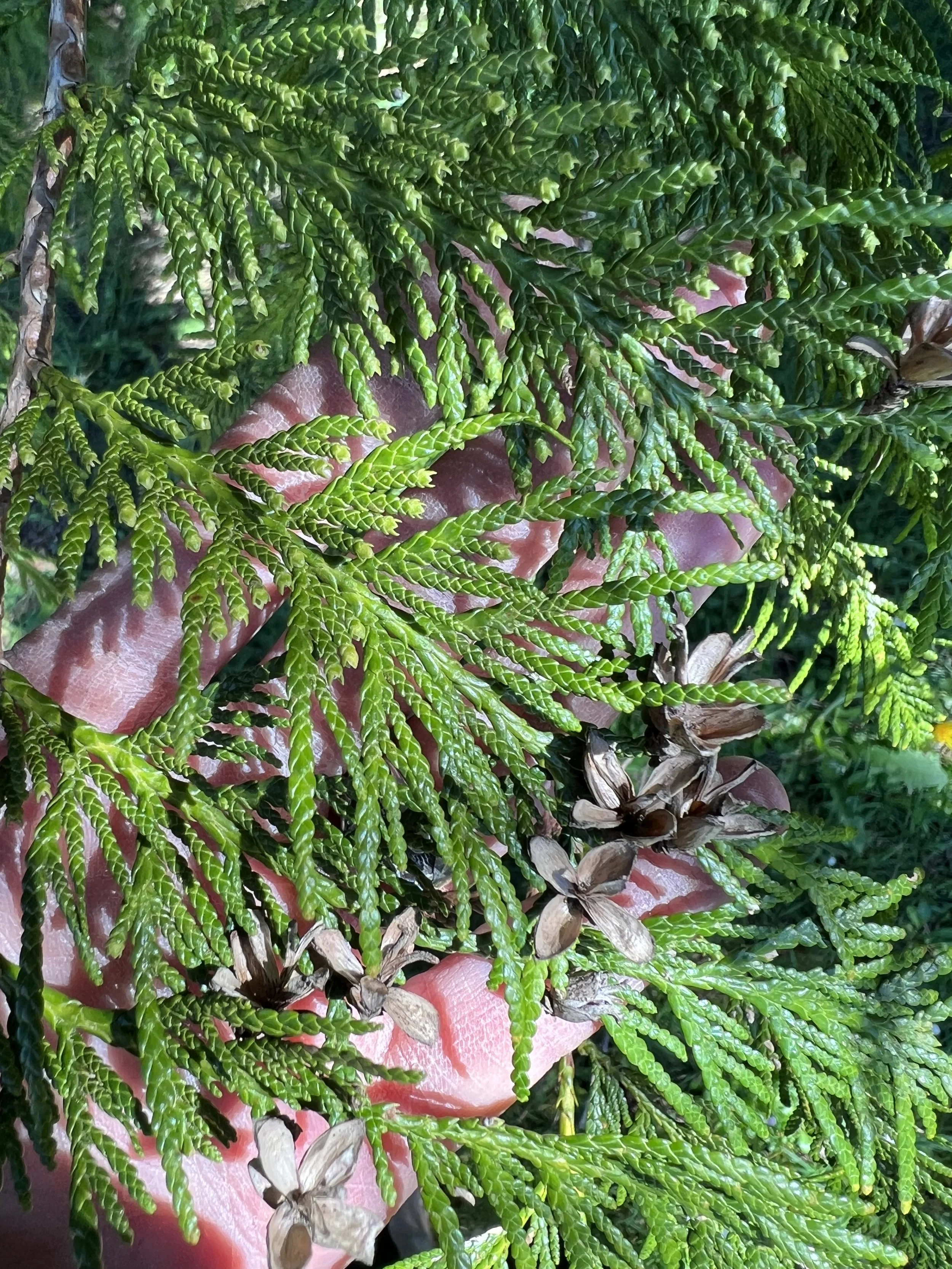 Elements of Stillness 