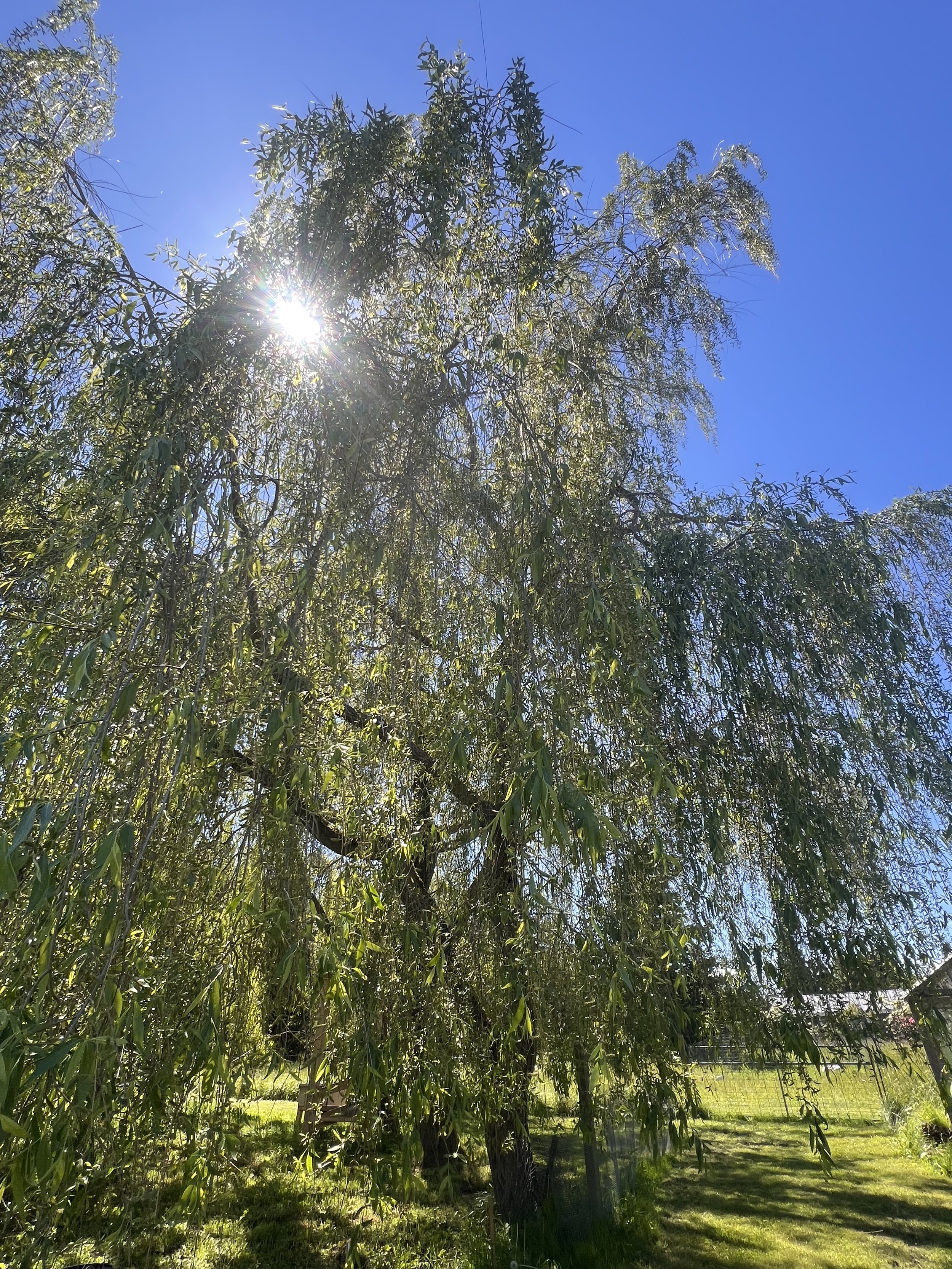 Willowing