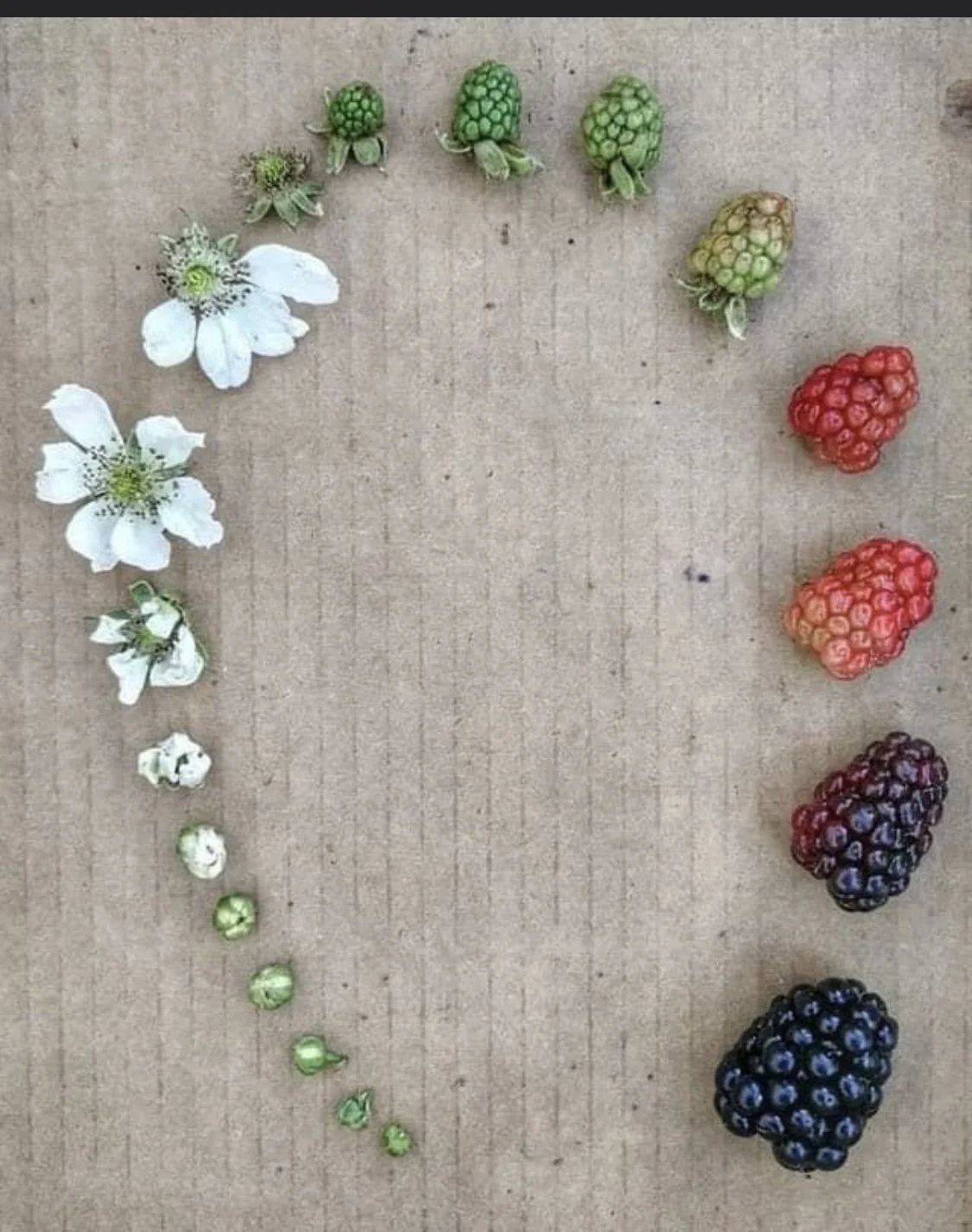 Amaranthine
(Blackberry time)

