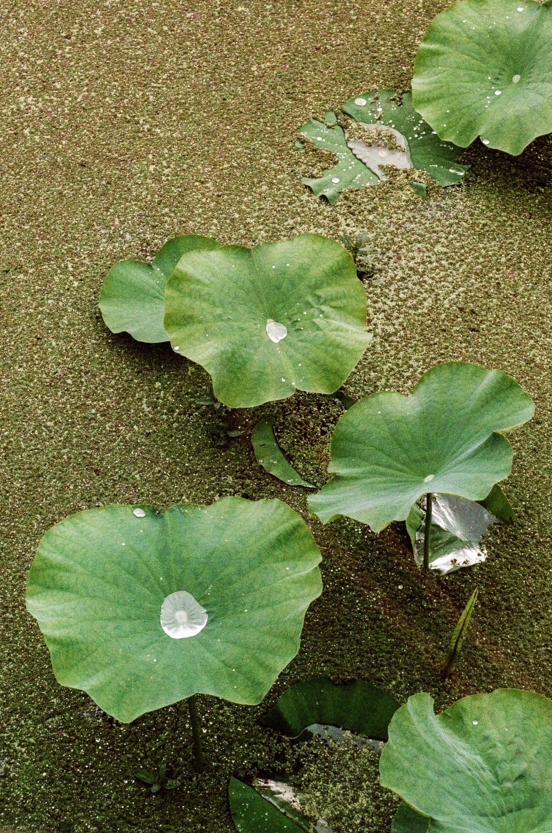 000009380024 copy.JPG