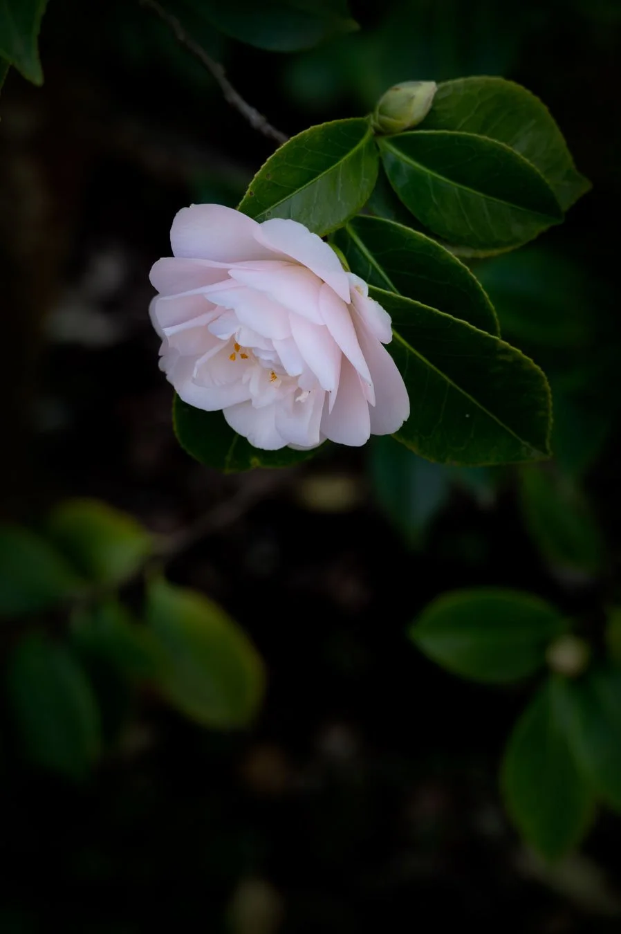 Camellia in January