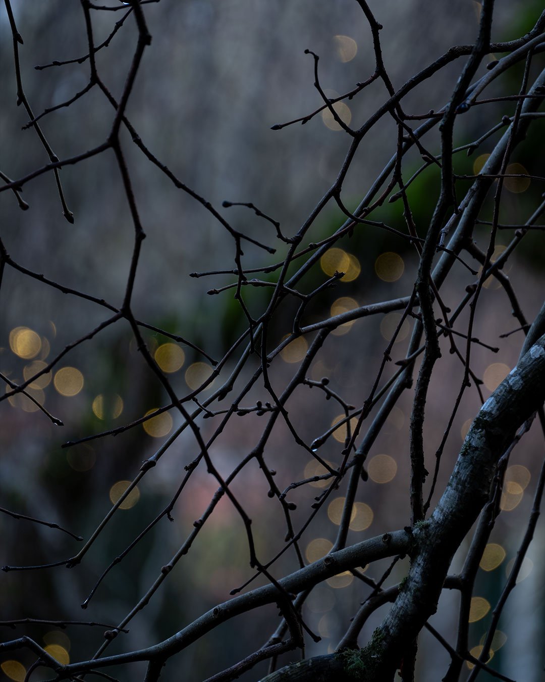 Camperdown Elm Tree in Winter Light