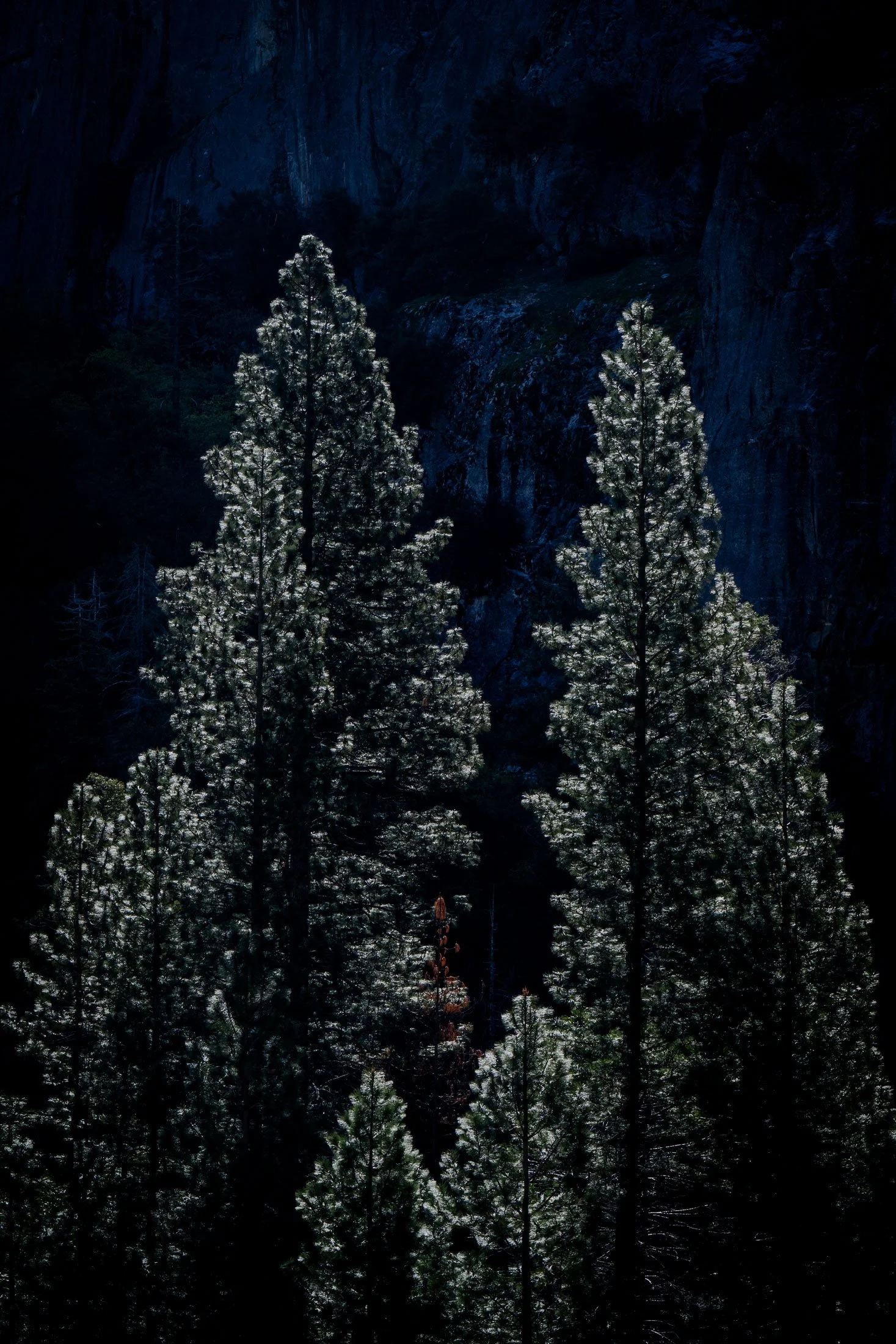 Ponderosa Pines Catching the Light