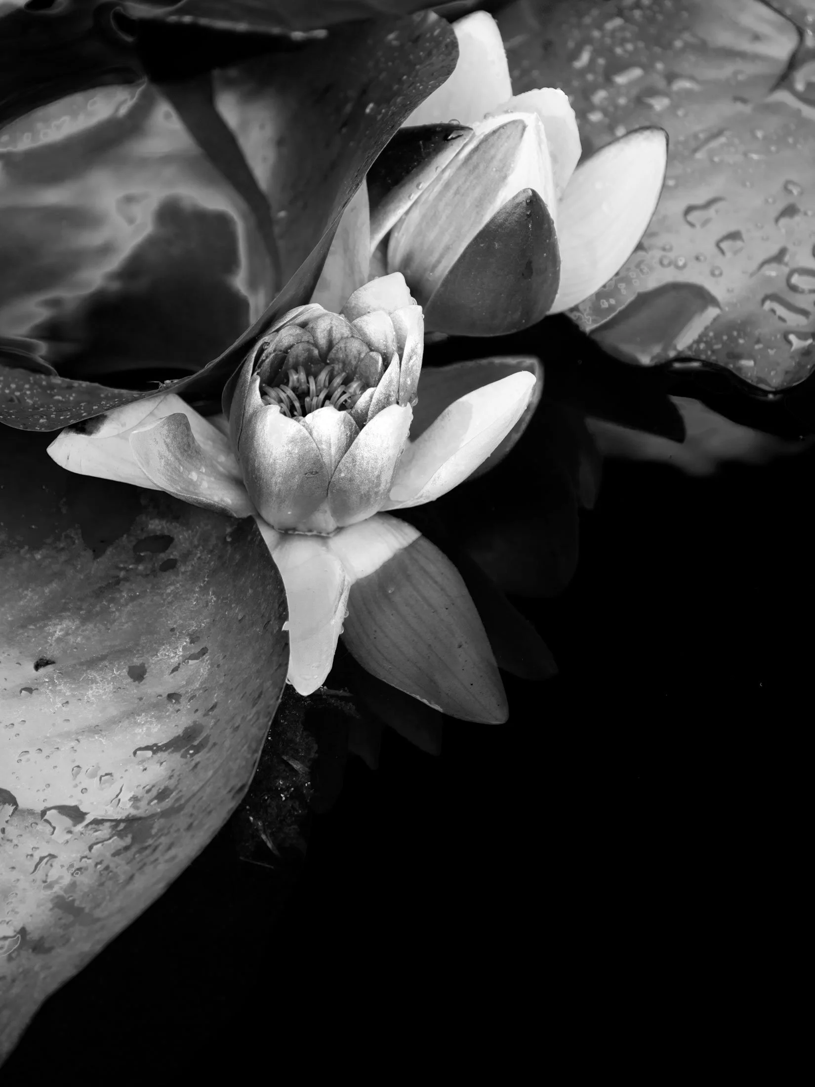 Water Lilies