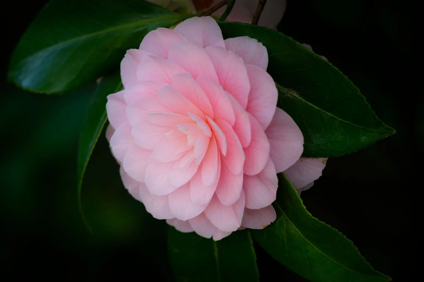 Camellia Portrait