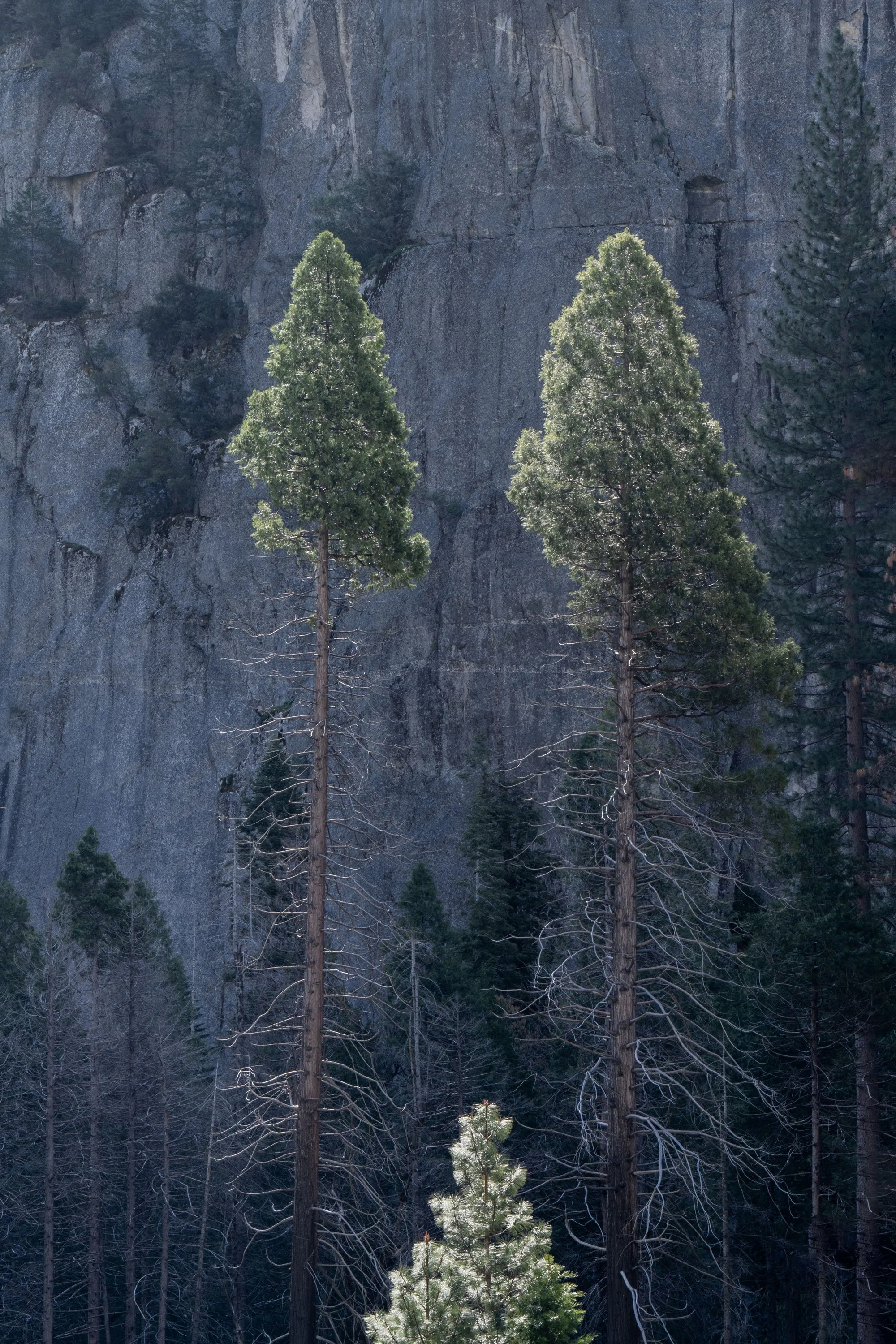 Ponderosa Pine After Fire