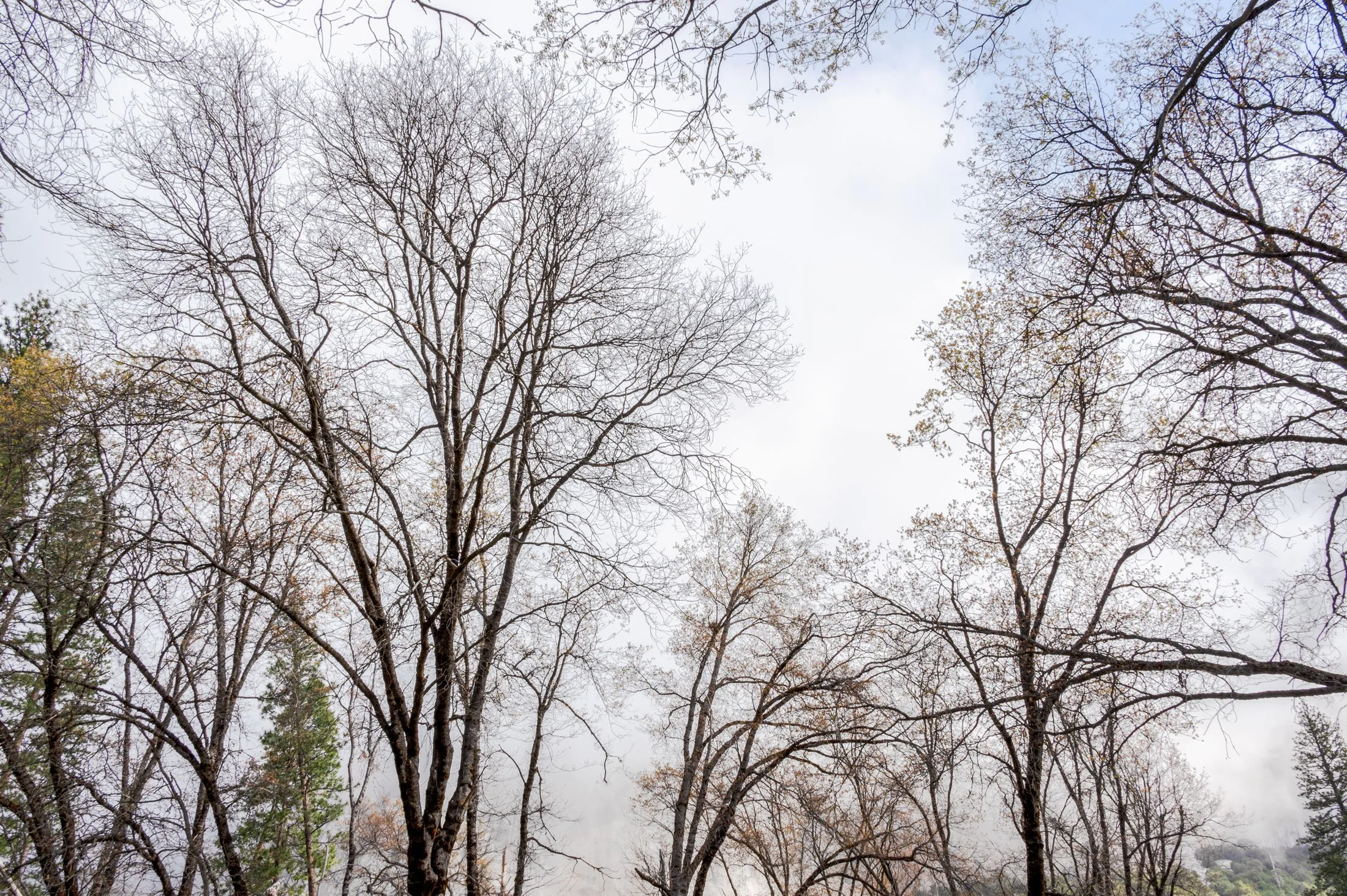 Black Oak Trees in Early Spring