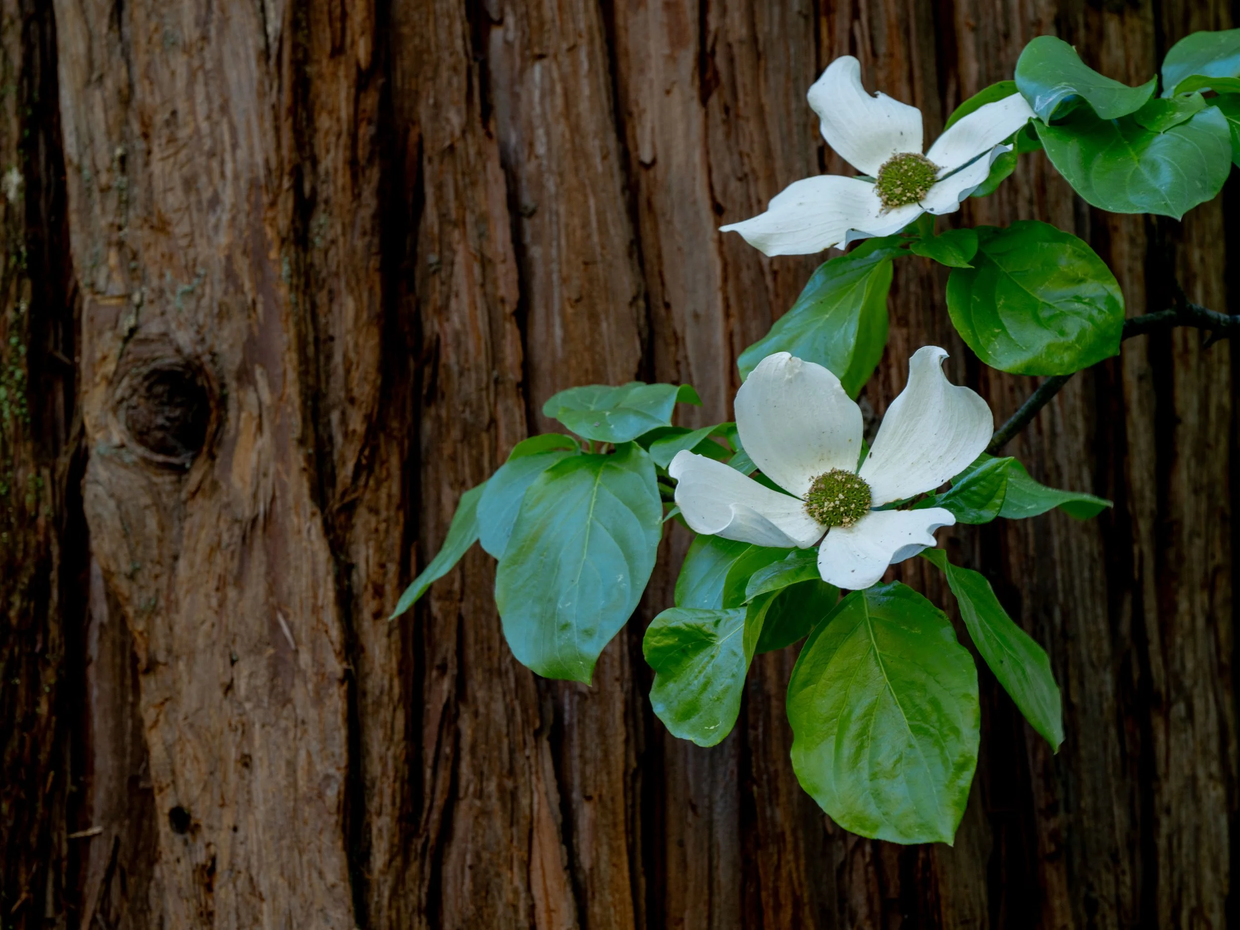 Dogwood with Redwood