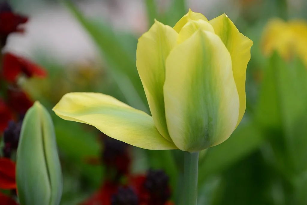 Tulip garden at Giverny in Monet's Garden