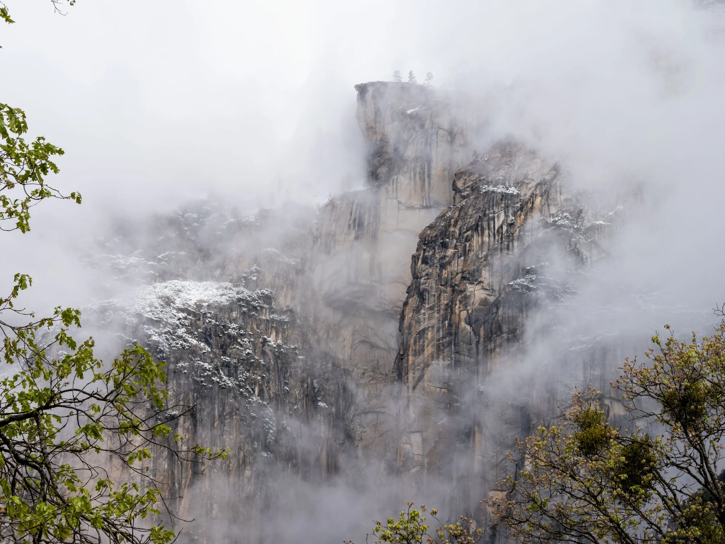 Cloud Mist in El Capitan Meadow