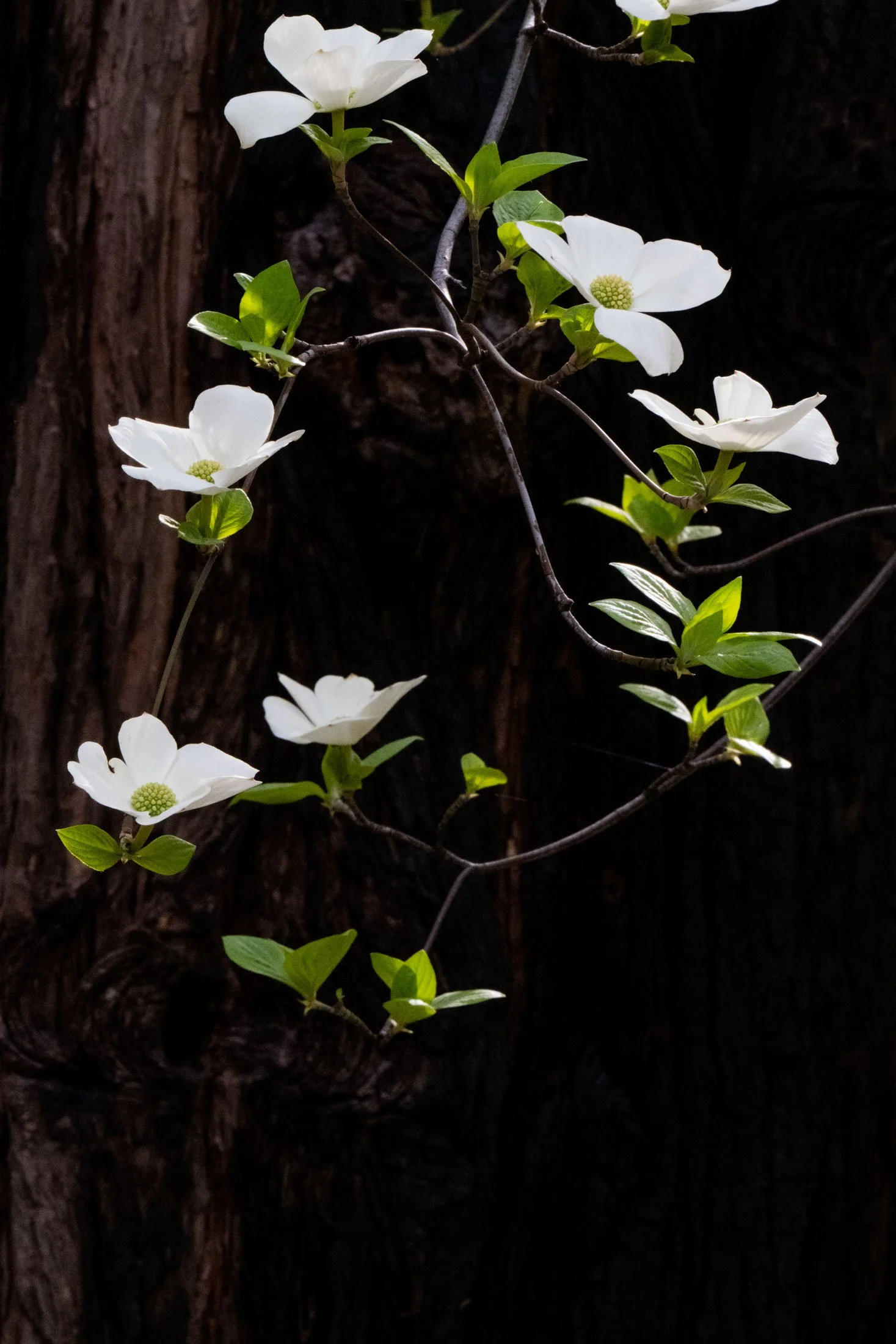 Dogwoods and Redwood