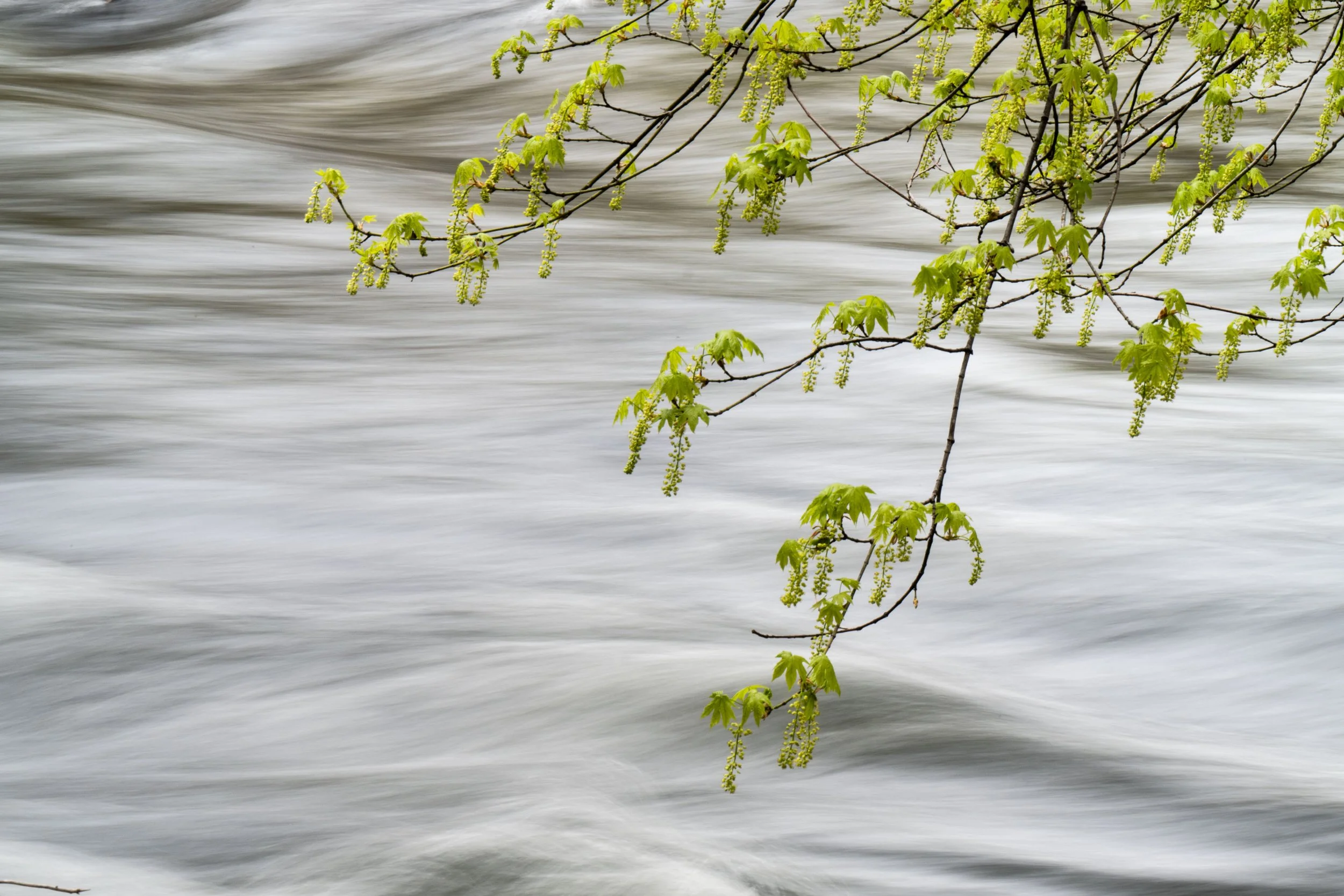 Maple Flowers in Spring