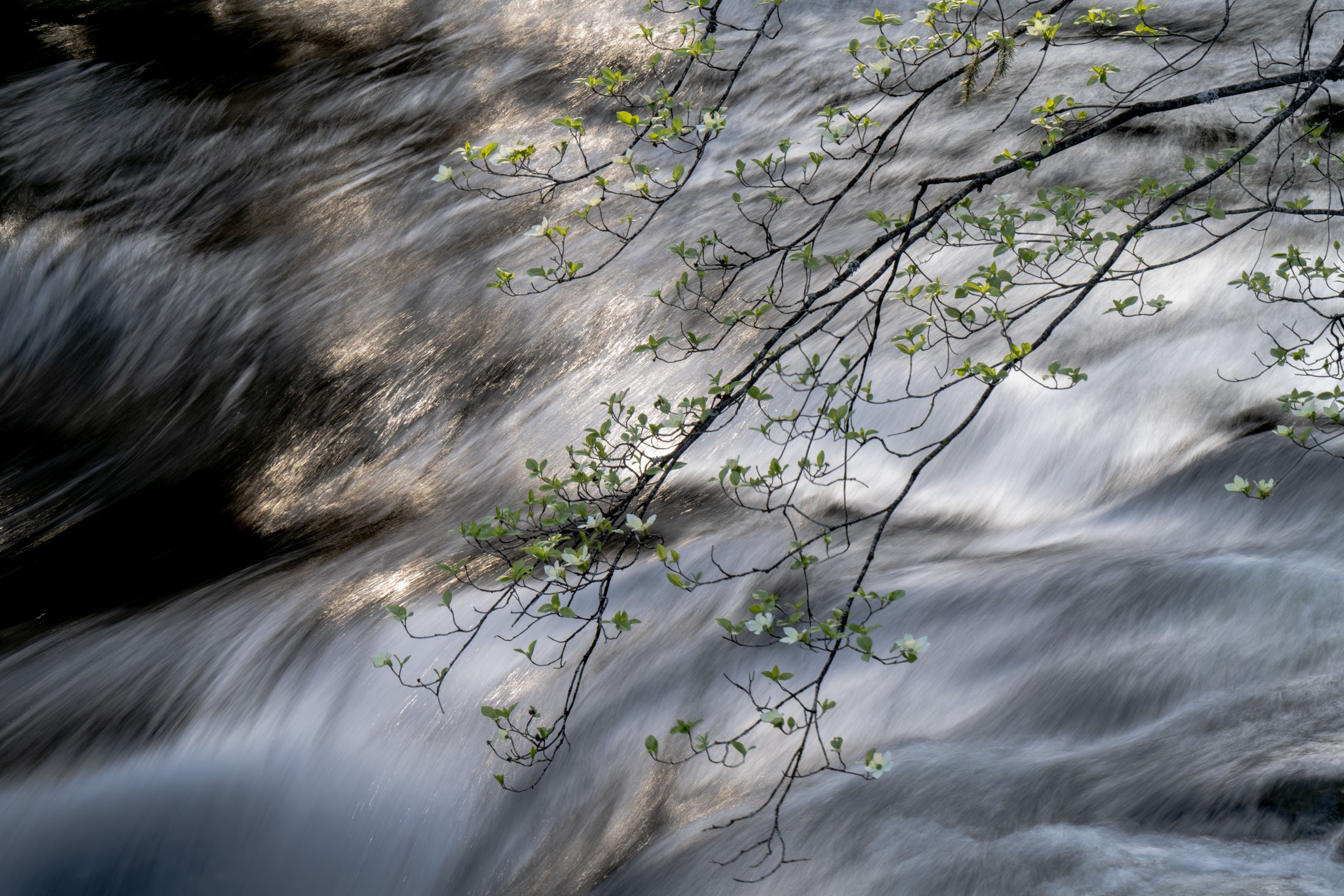 April Dogwood Trees Along the Merced River