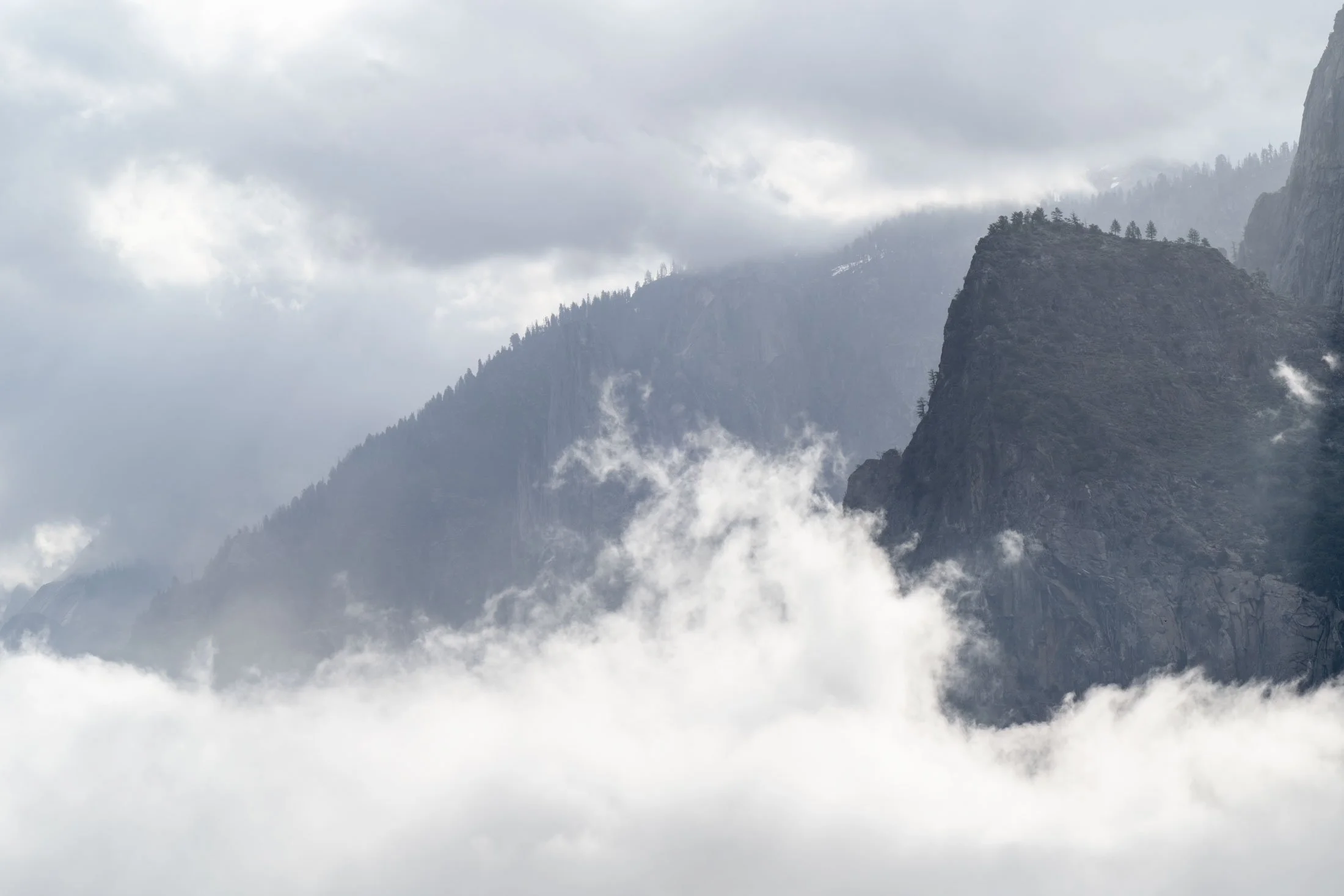 nature-trees-fog-april-DSC0777.jpg