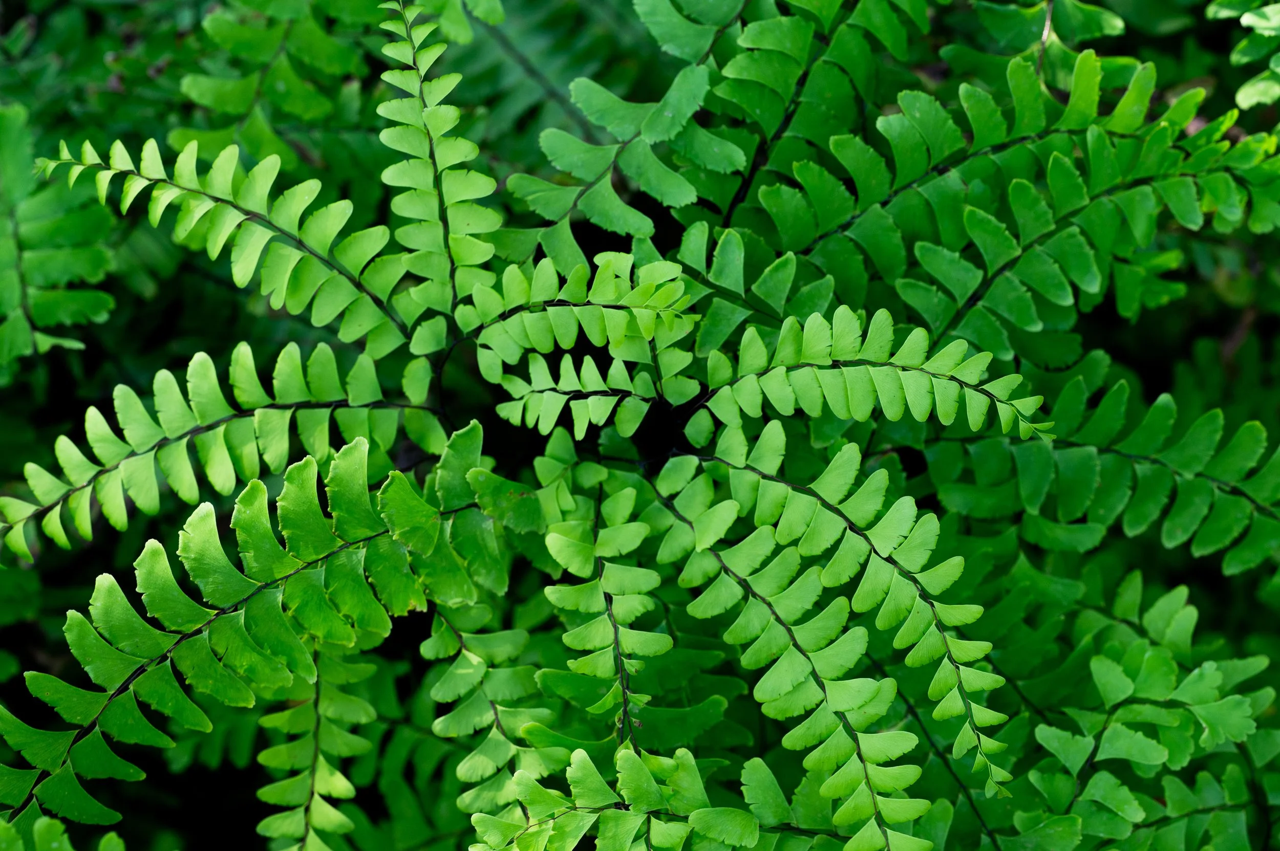 Maidenhair Fern in Shade