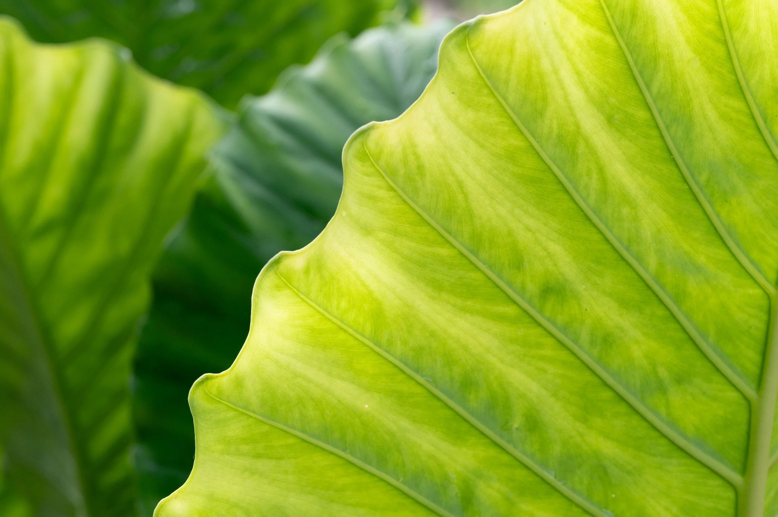 Chicago Botanic Garden