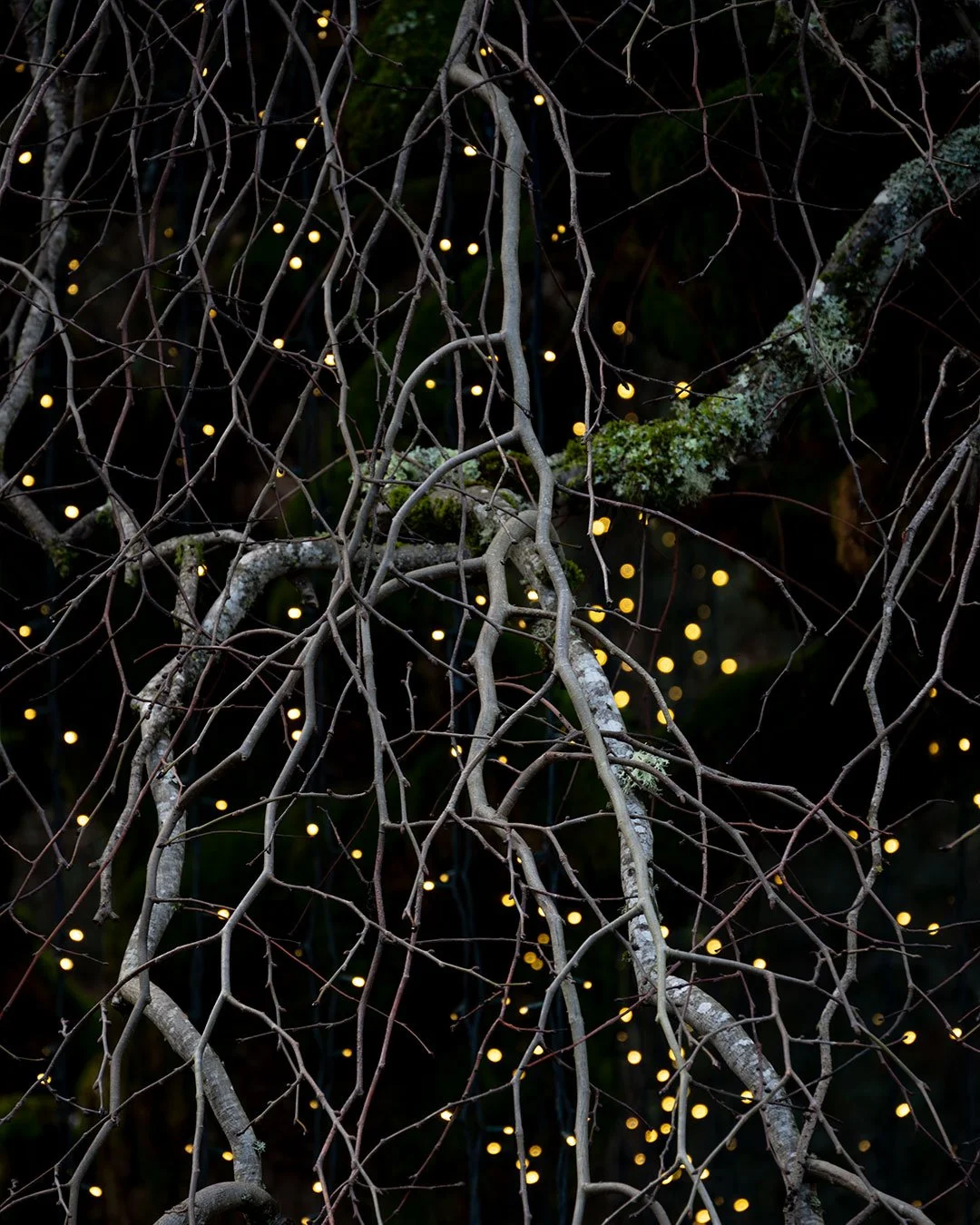 Camperdown Elm Tree, December Lights