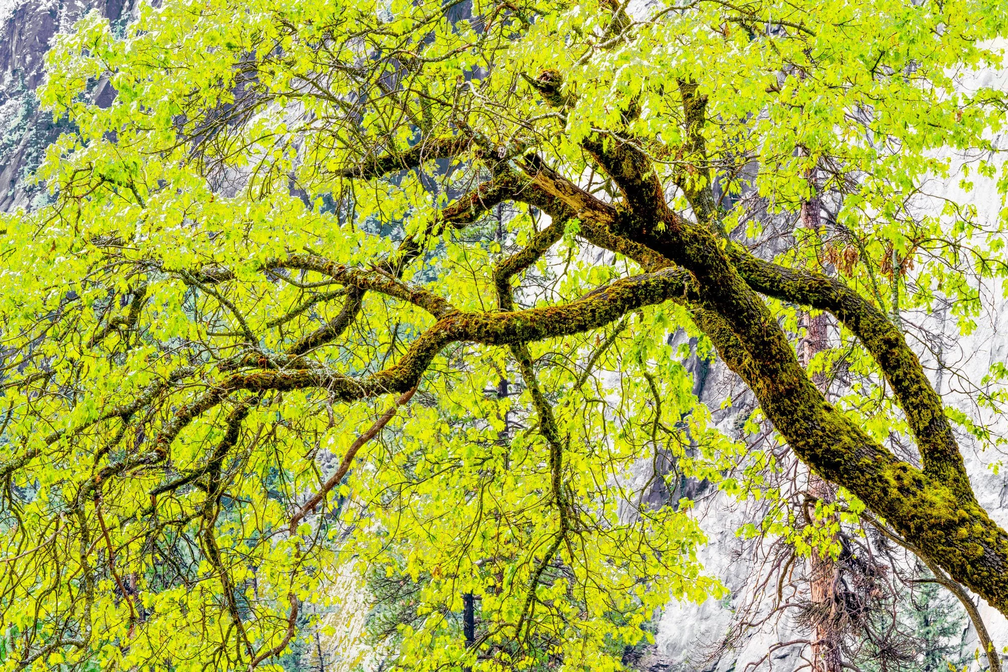 Black Oak in Spring