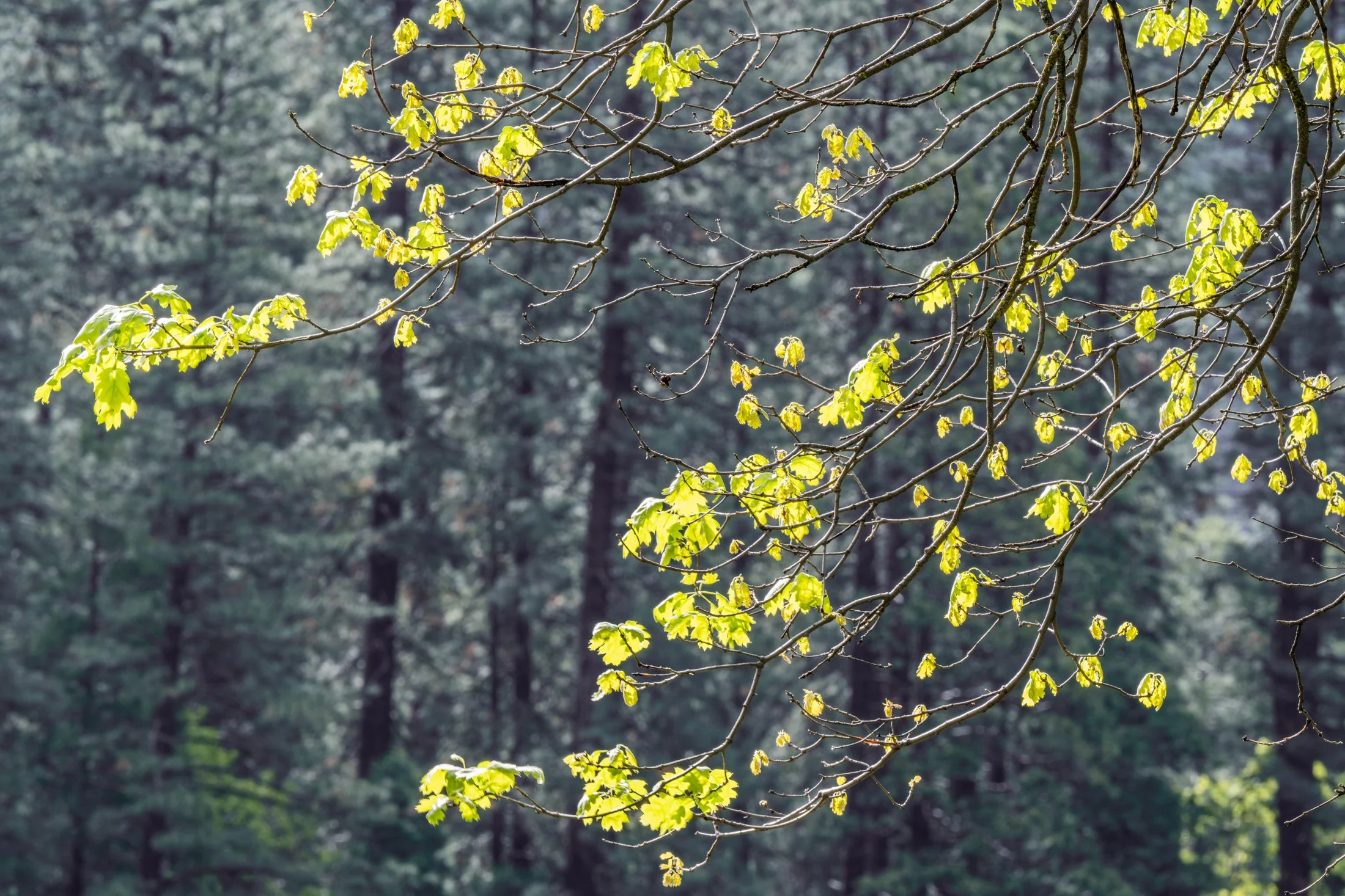 Black Oak Leaves