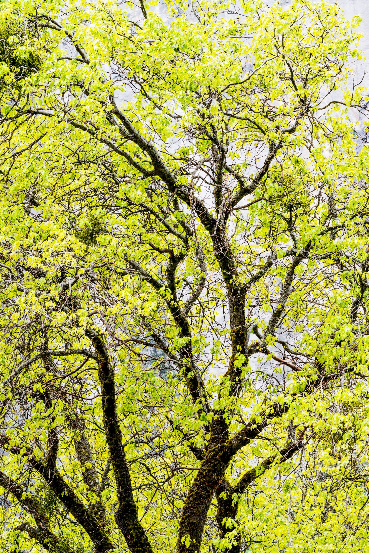 Black Oak in Spring