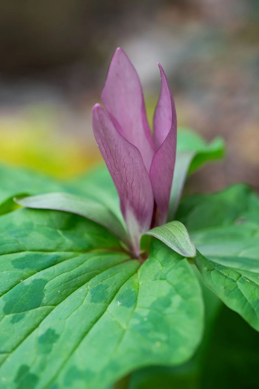 image of Trillium chloropetalum also know as Toadshade