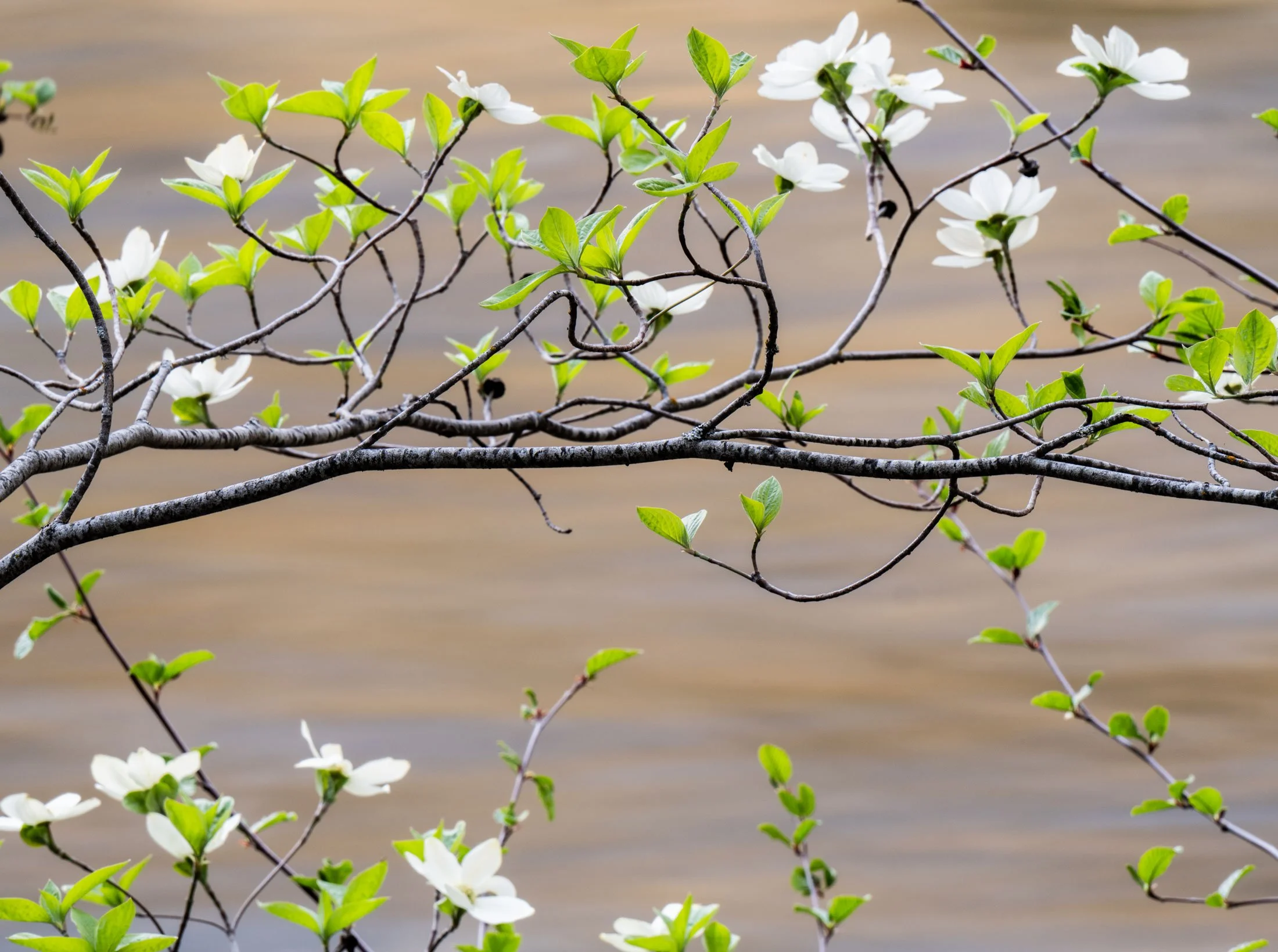 Dogwoods along the Merced River
