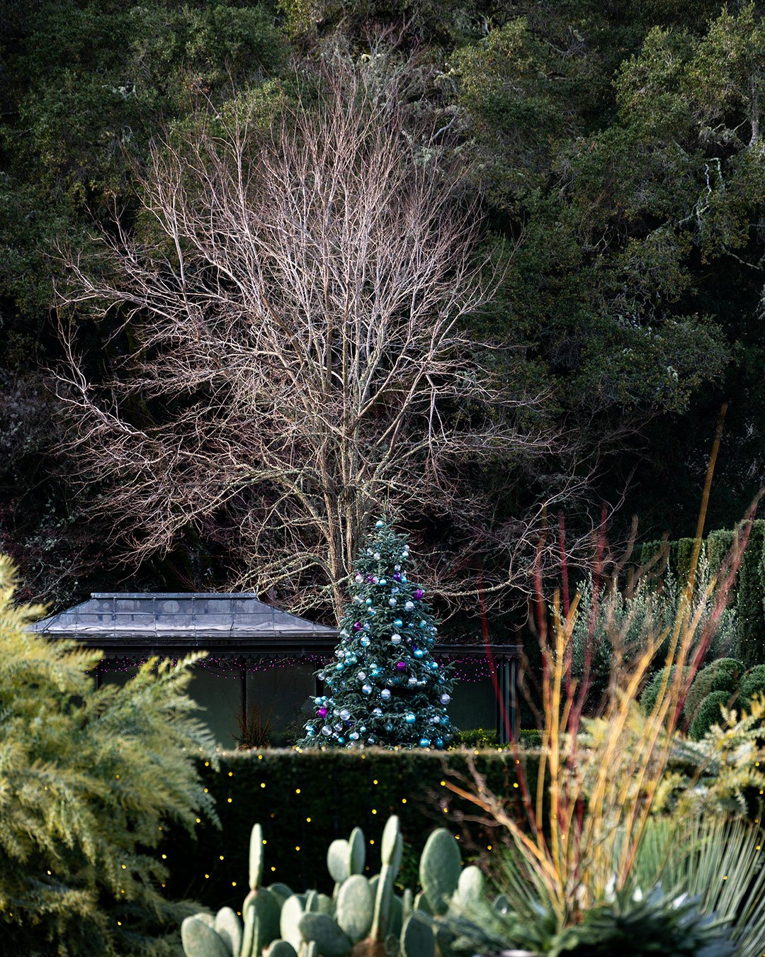 December Botanicals