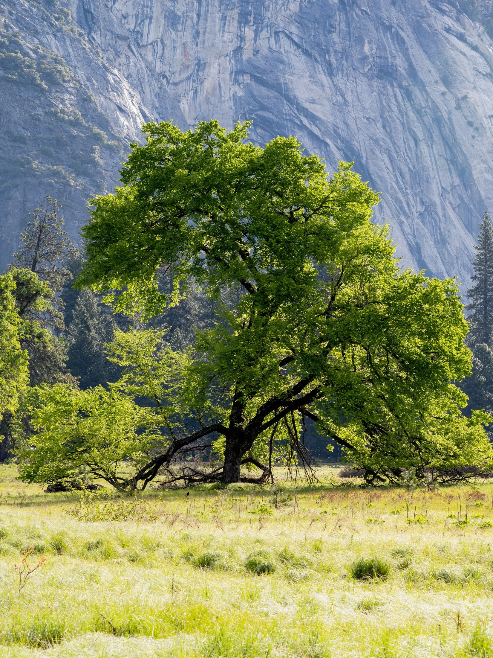 Elm Tree, Cook's Meadow in front of Half Dome