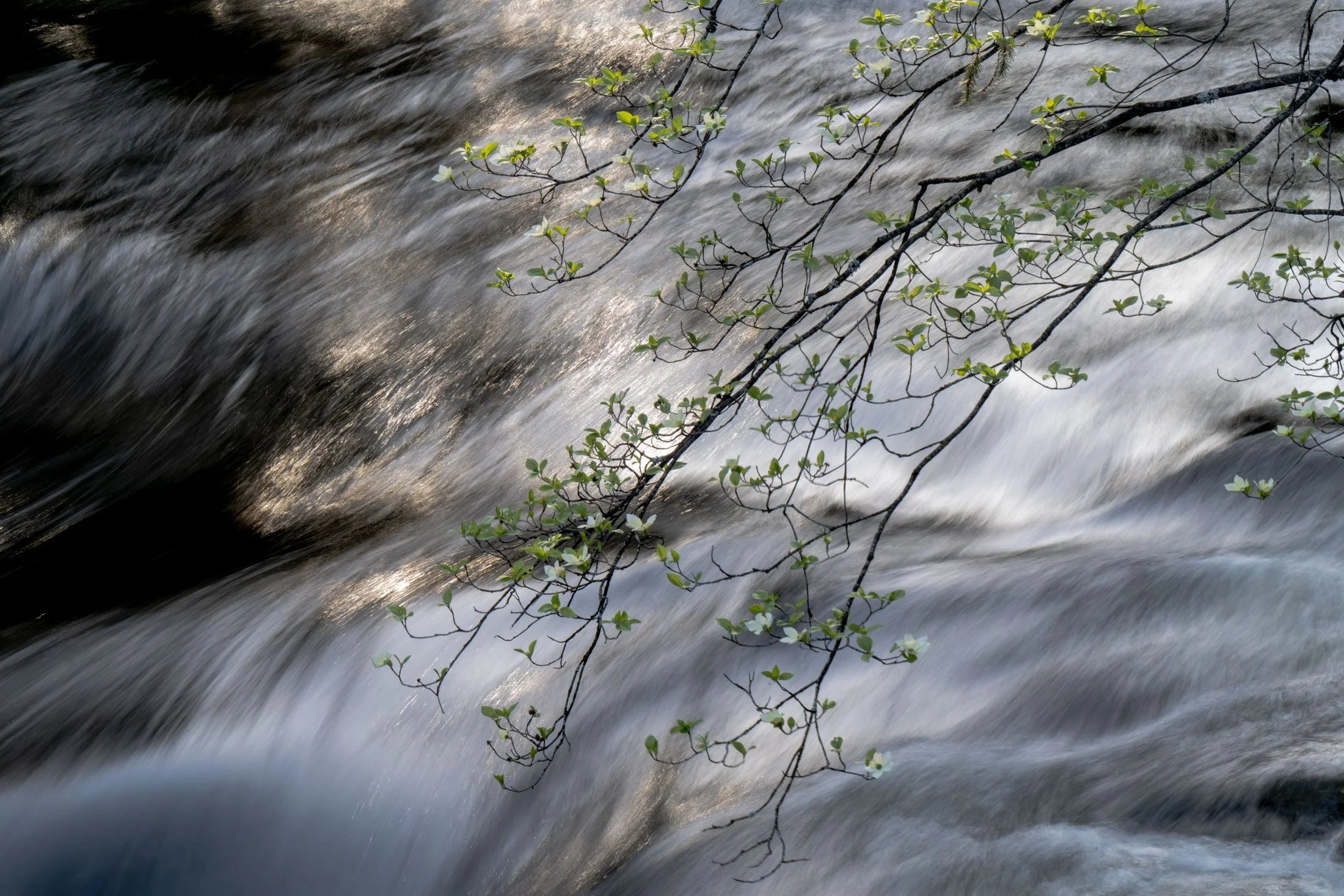 Merced River in April