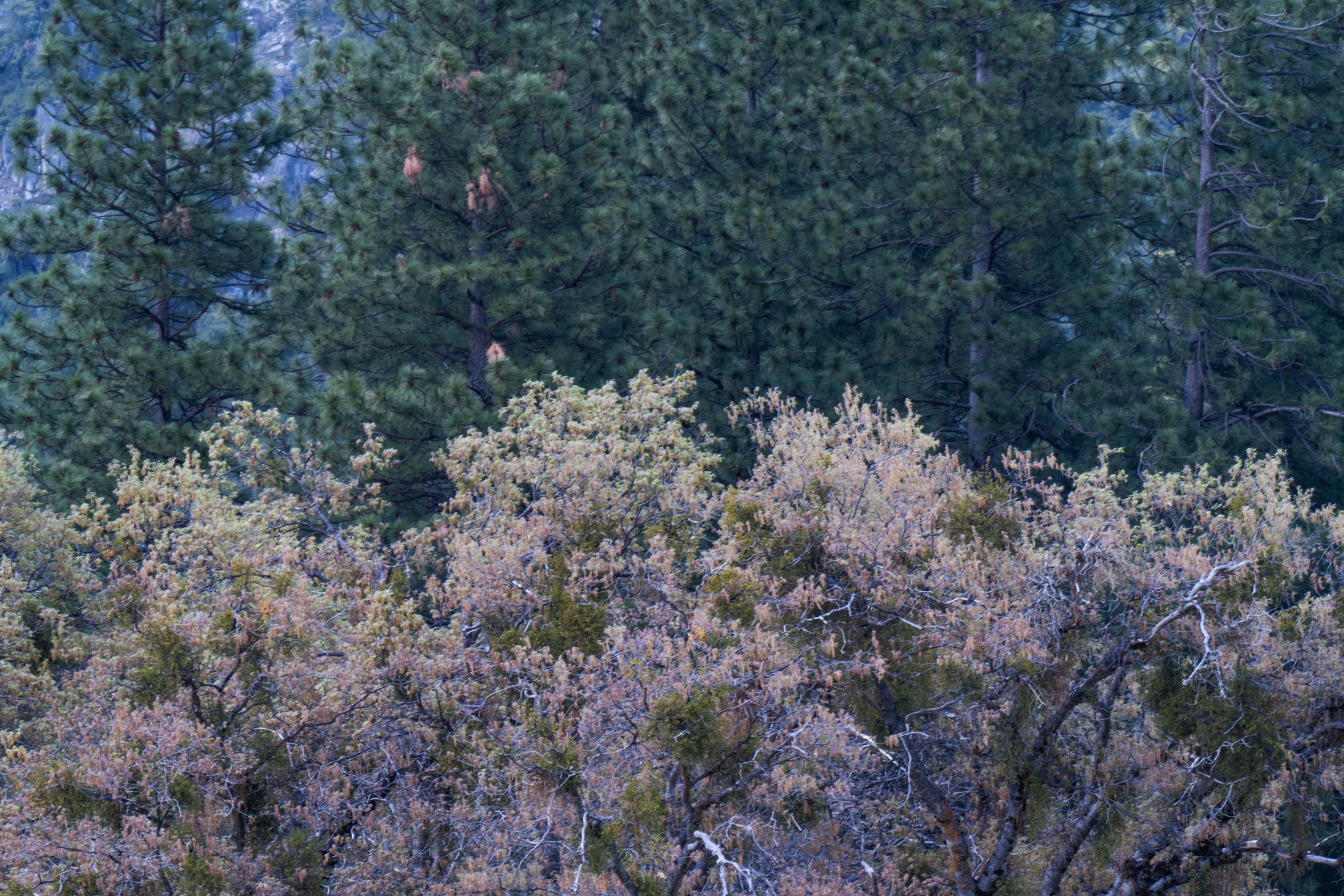 Oak Woodland in Pink and Green