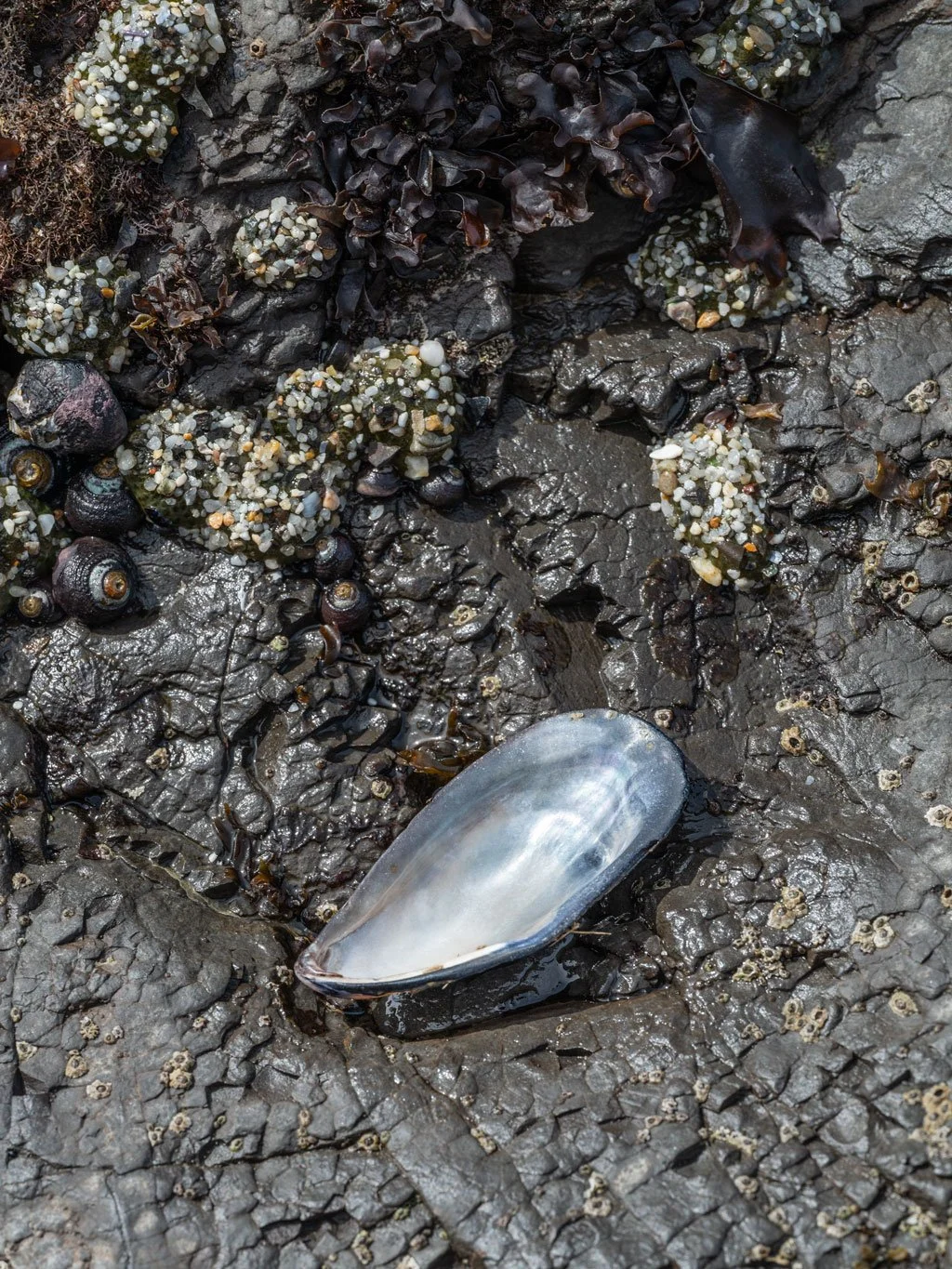 Habitant of the Ocean